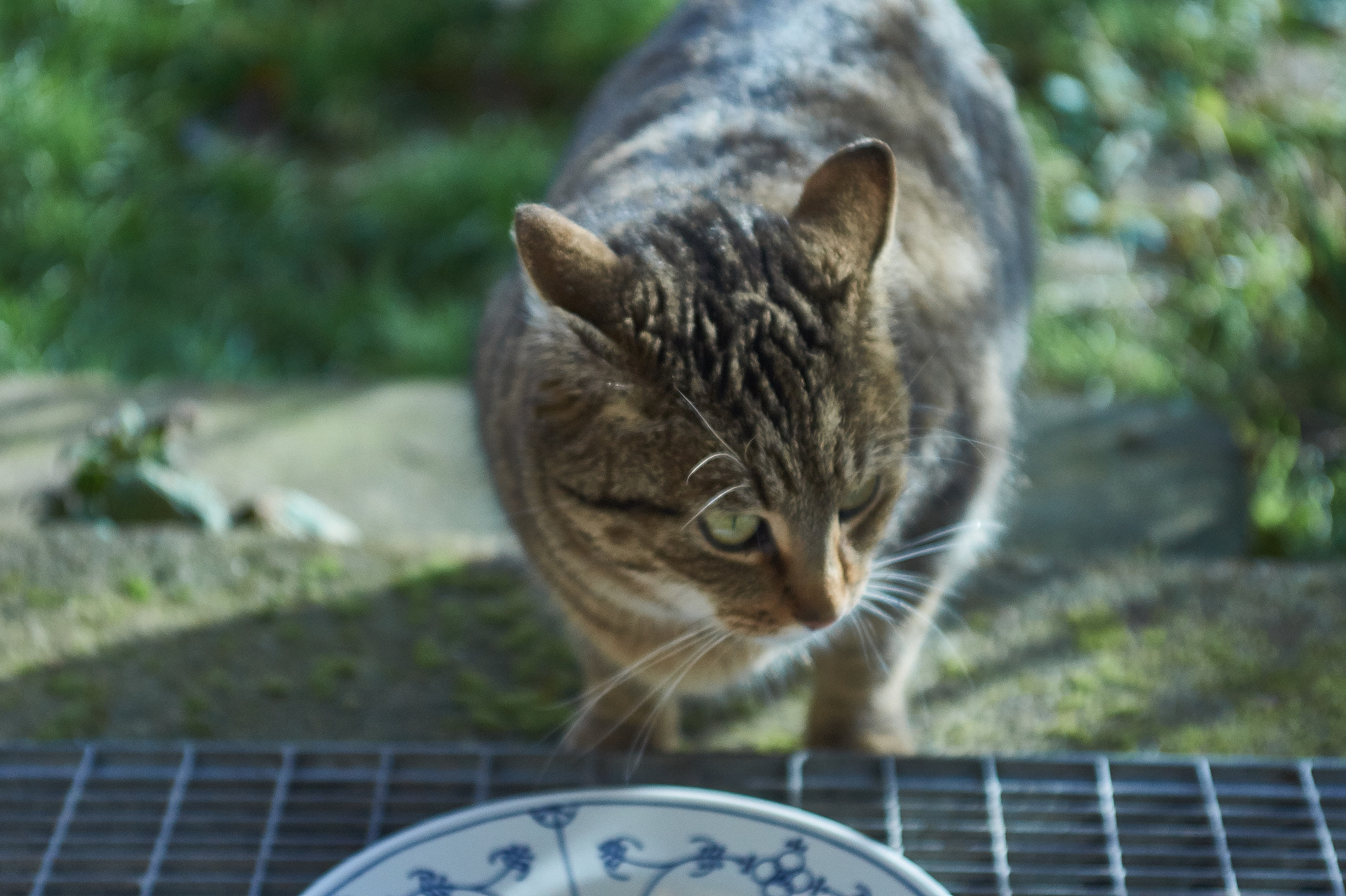 Sony SLT-A33 + 35-70mm F4 sample photo. Cat looking for meat photography