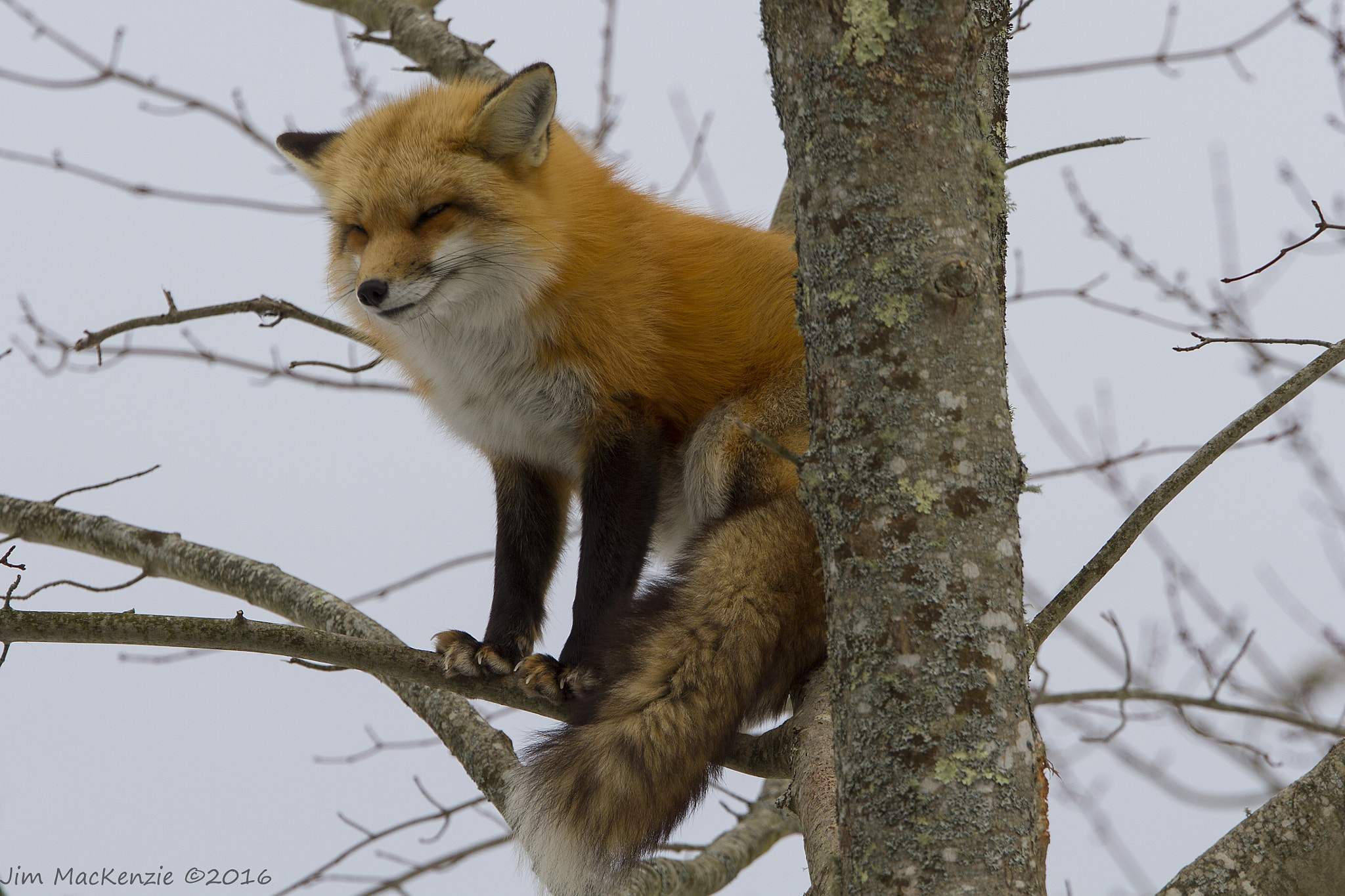 Canon EF 70-200mm F4L USM sample photo. Swift fox photography