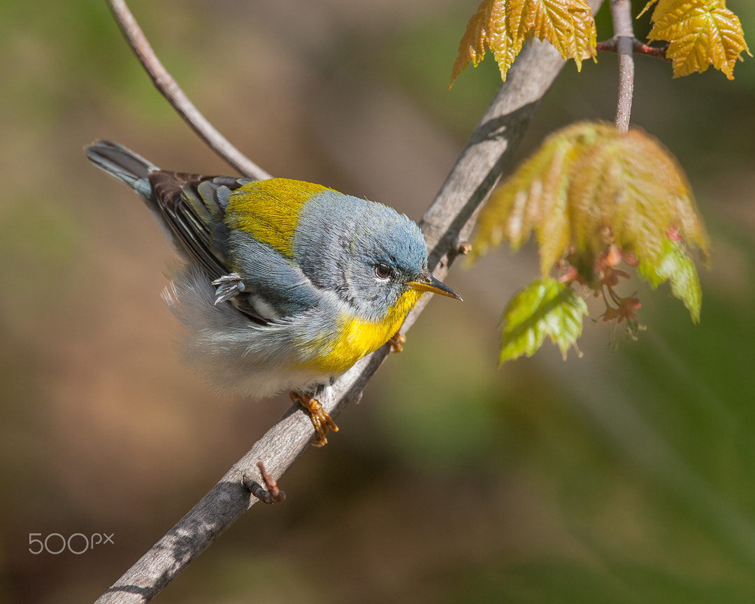 Canon EOS 40D + Canon EF 300mm F2.8L IS USM sample photo. Northern parula photography