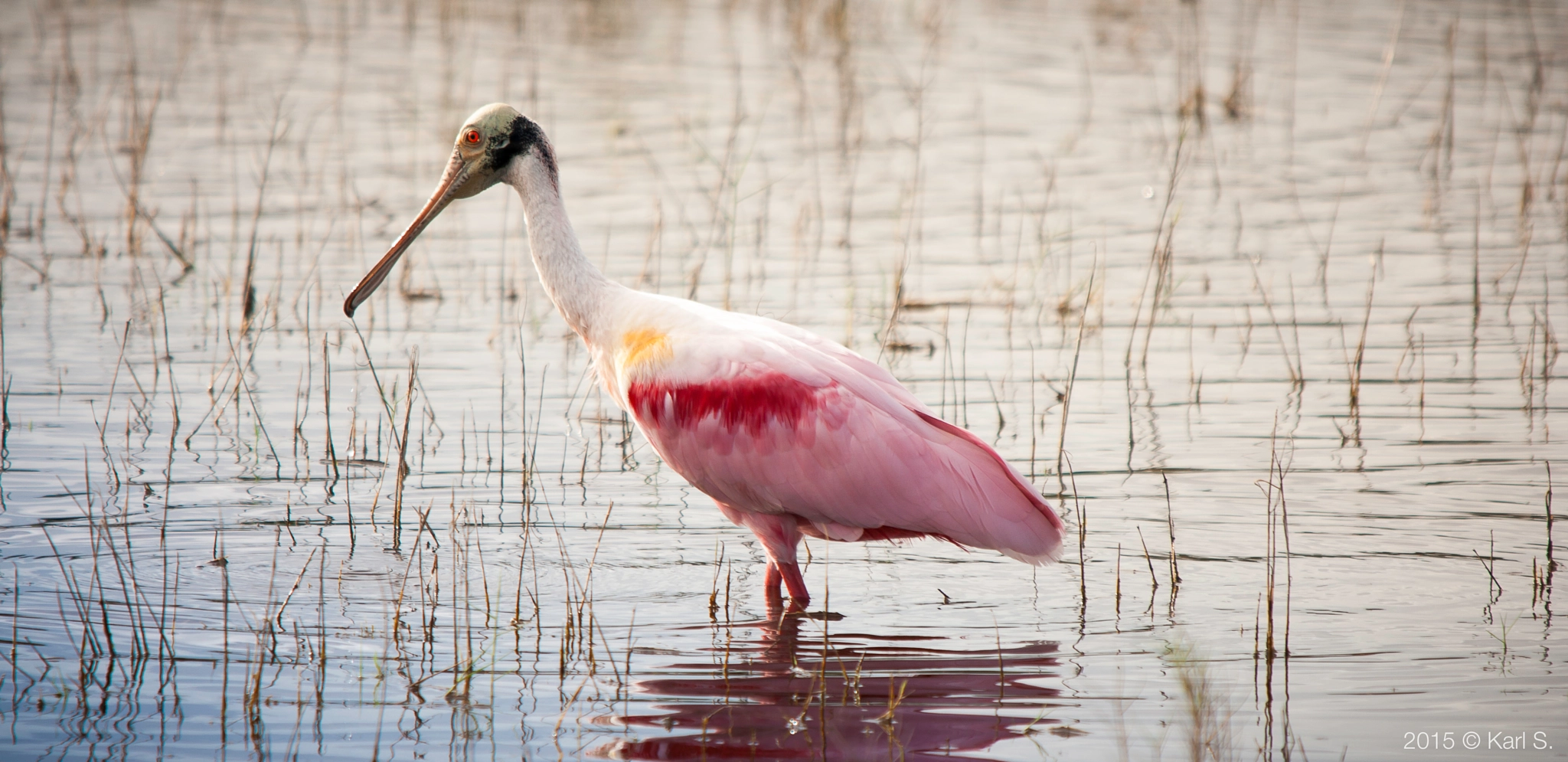 Sigma 150-500mm F5-6.3 DG OS HSM sample photo. Roseate spoonbill photography