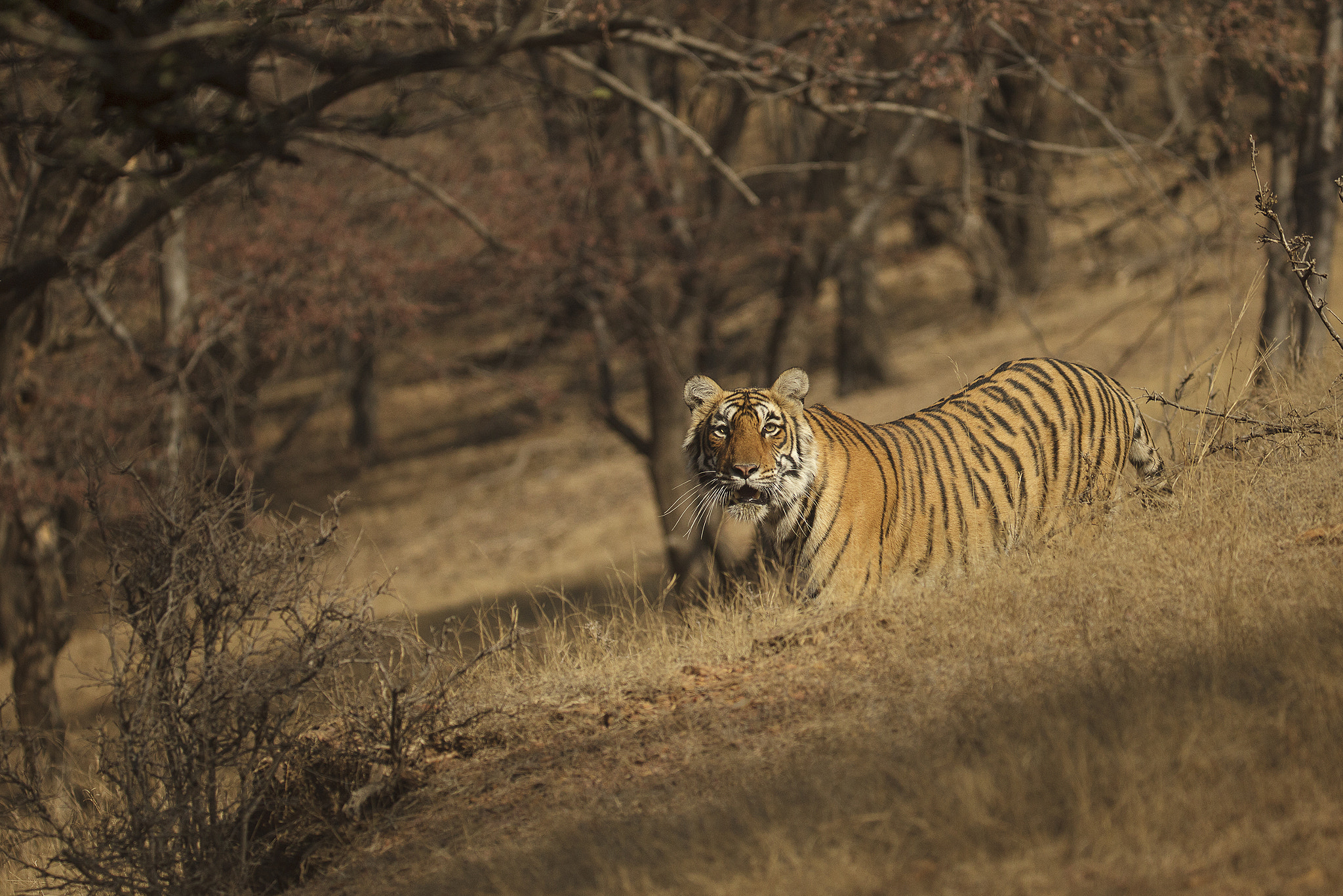Canon EF 200-400mm F4L IS USM Extender 1.4x sample photo. Stare photography