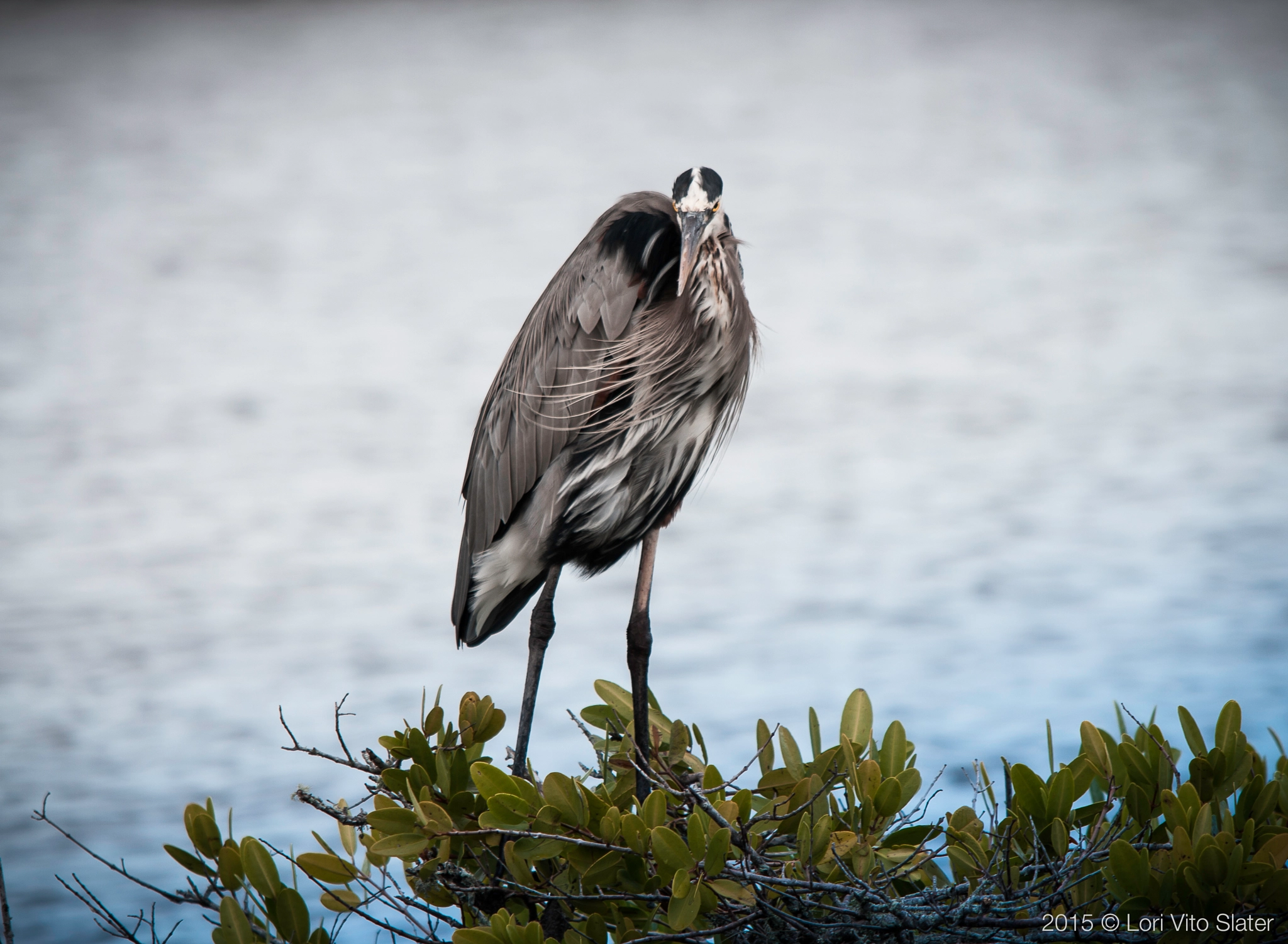 Sigma 150-500mm F5-6.3 DG OS HSM sample photo. Strung out photography
