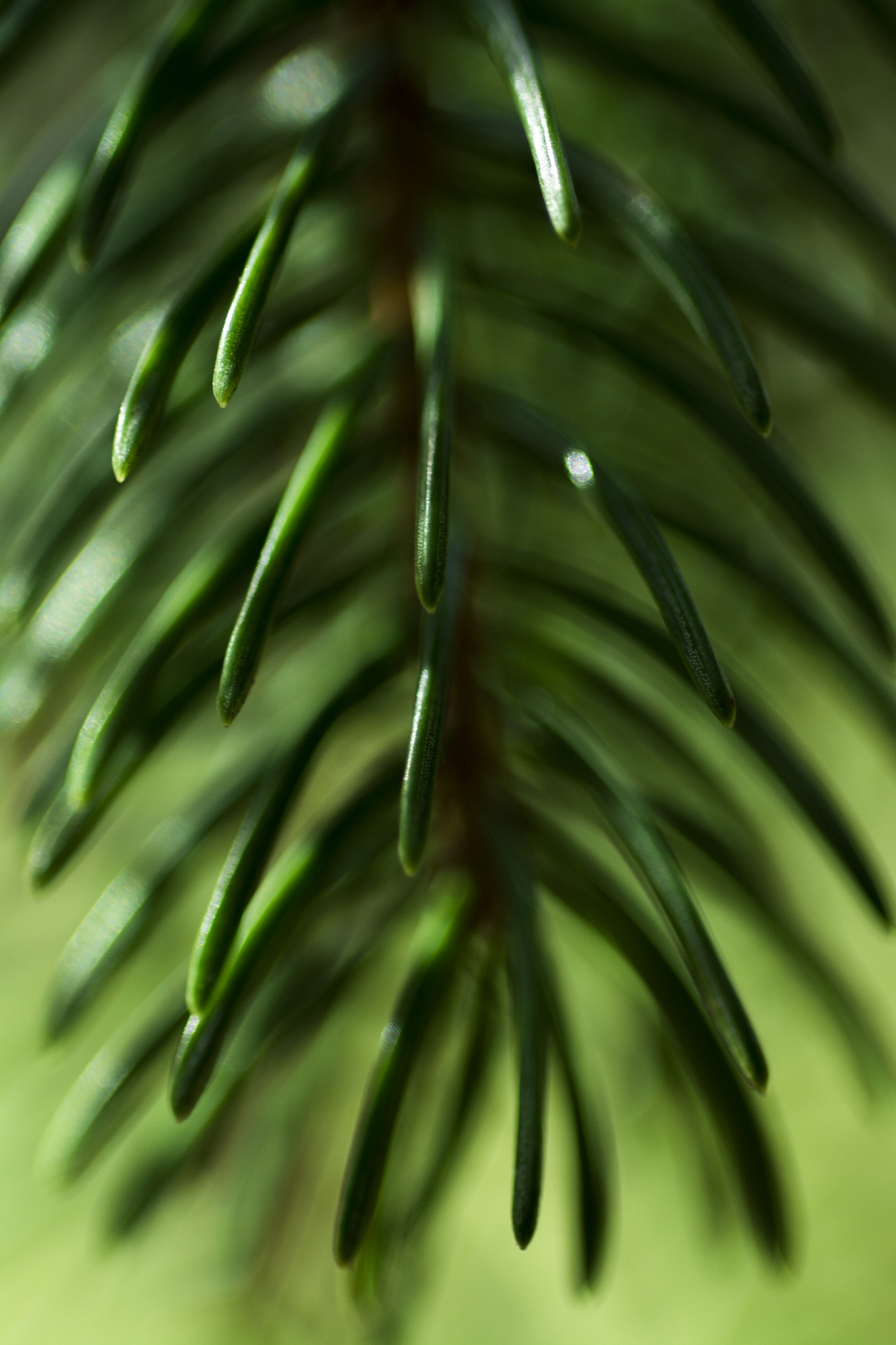 Nikon D5200 + AF Micro-Nikkor 60mm f/2.8 sample photo. Pine needles photography