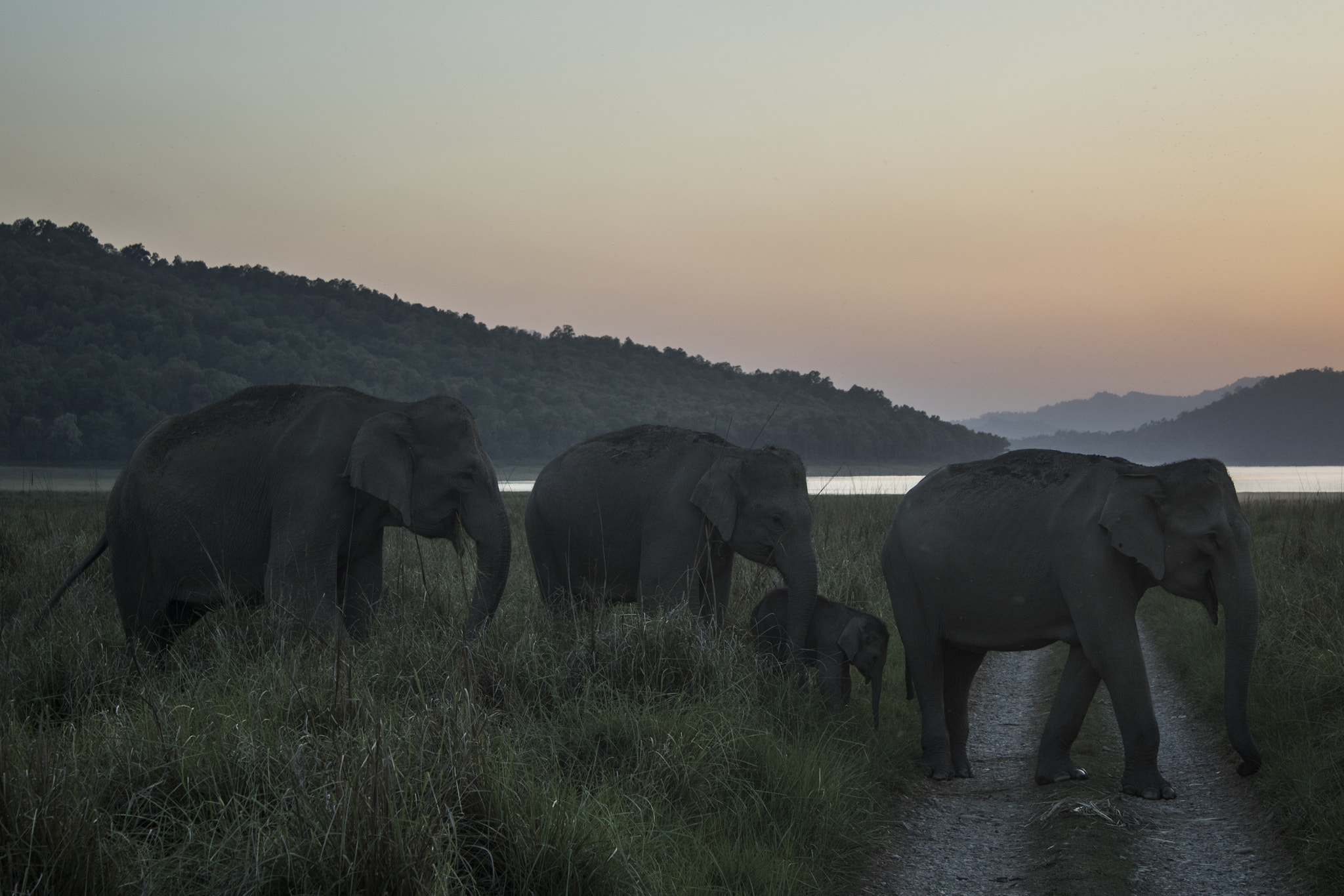 Canon EOS 7D Mark II + Canon EF-S 18-55mm F3.5-5.6 IS sample photo. Elephants in corbett scape photography