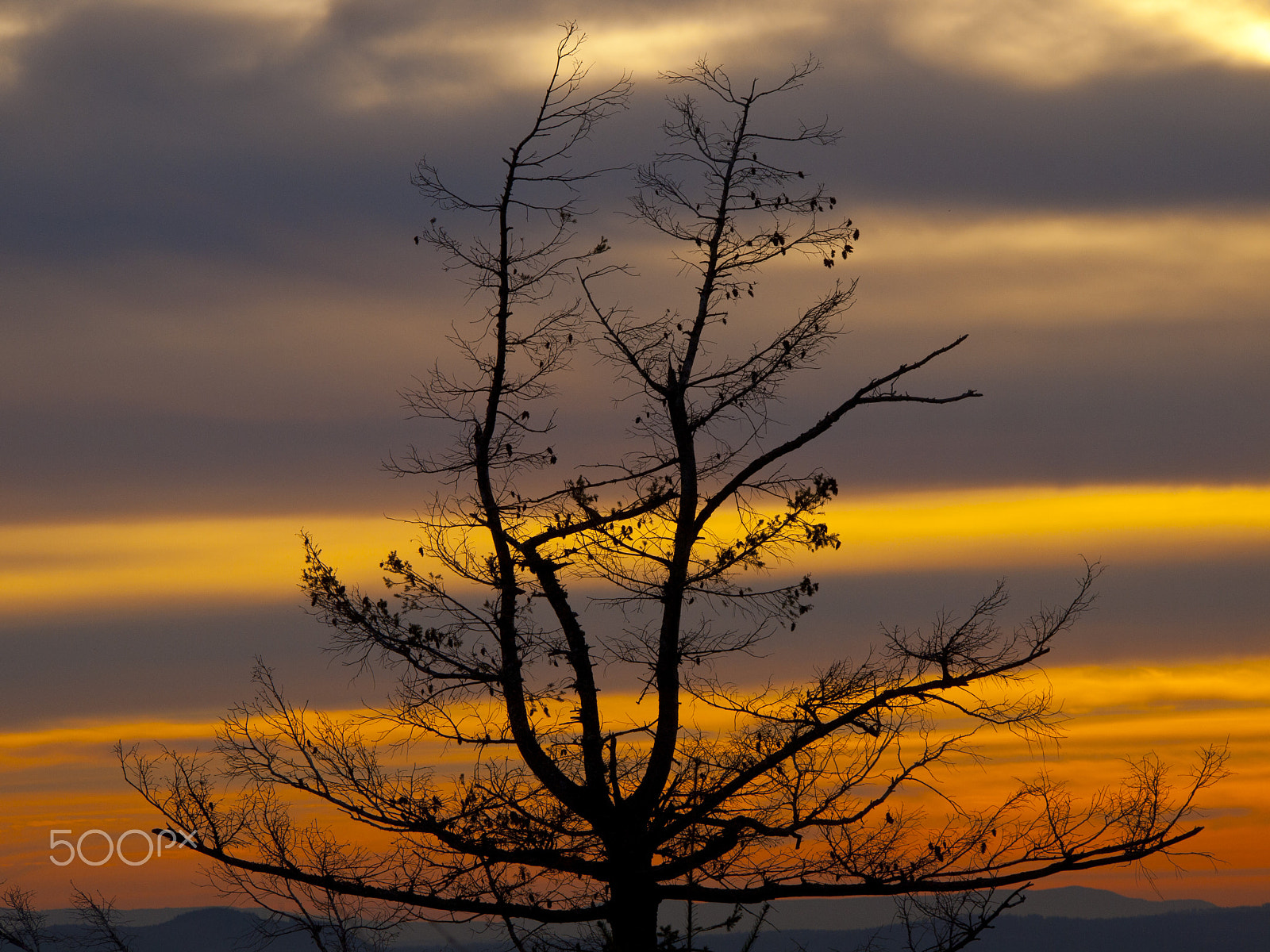 Olympus PEN E-P1 sample photo. Tree at sunset photography