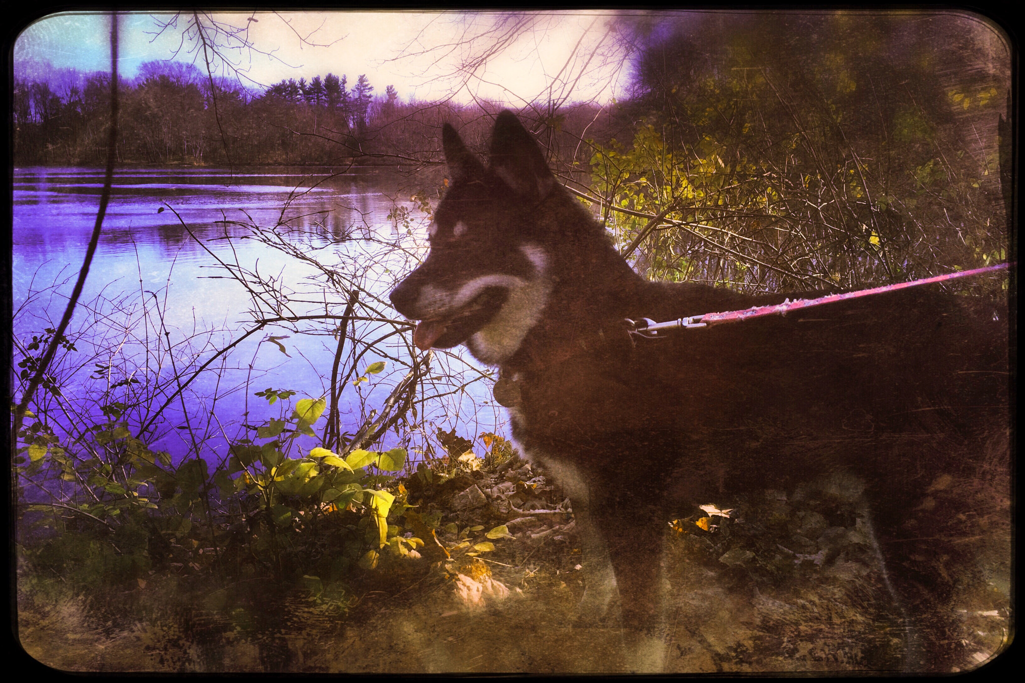 Hipstamatic 303 sample photo. Tokimo at the lake photography