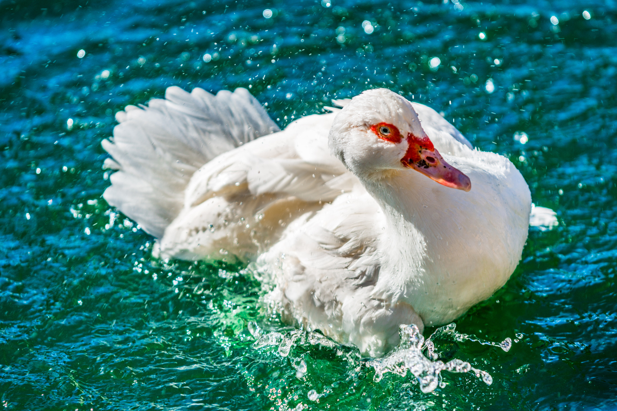 AF-S Zoom-Nikkor 80-200mm f/2.8D IF-ED sample photo. Happy goose photography