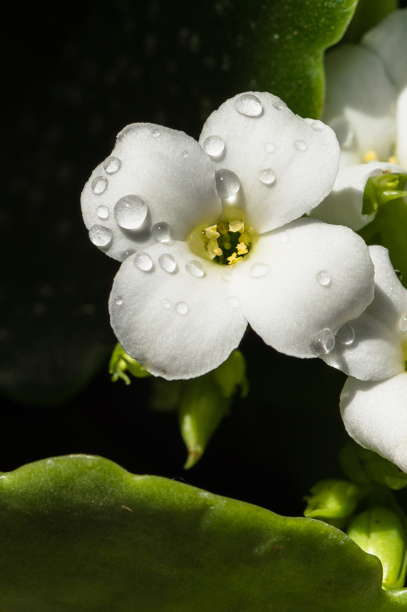 Sony SLT-A77 + Sigma AF 105mm F2.8 EX [DG] Macro sample photo. Perles d'eau sur une fleur photography