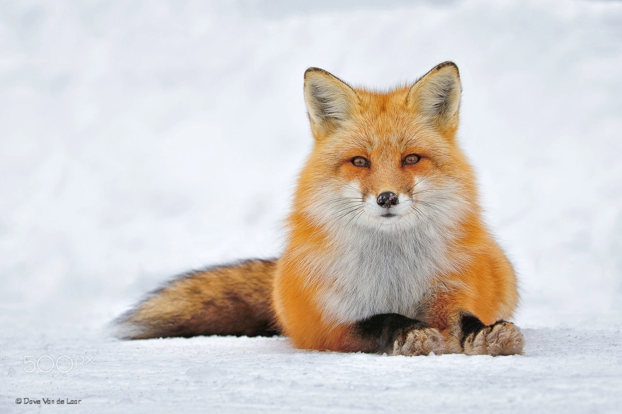 Nikon AF-S Nikkor 200-400mm F4G ED-IF VR sample photo. Red fox photography