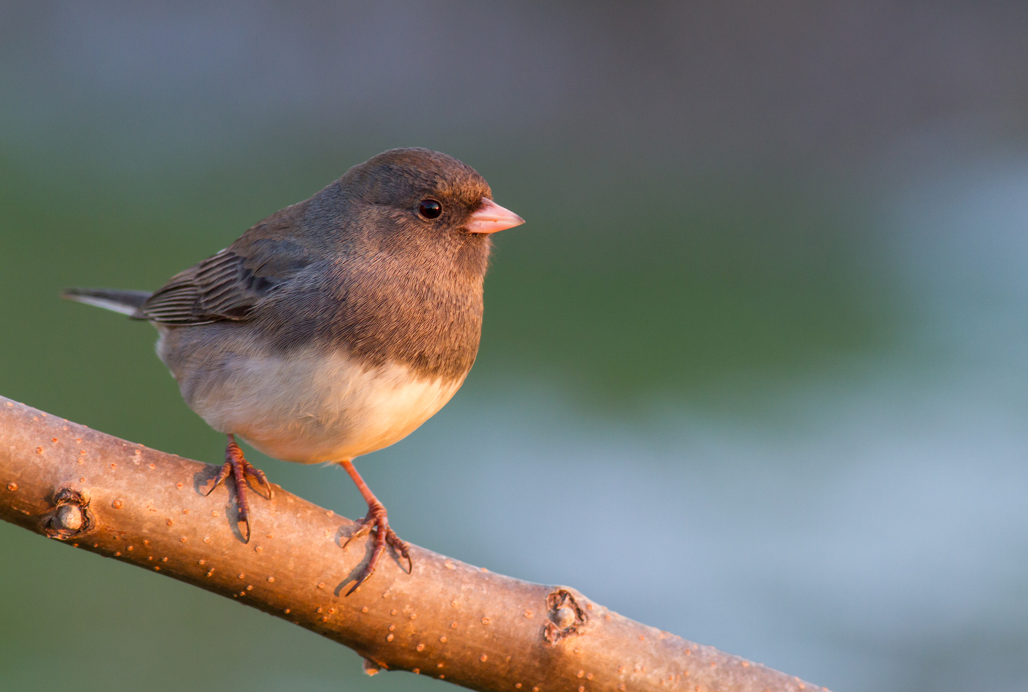 v2?sig=6a9c3eaab04723dcc7c4770ba425eaf8e0d970b1ea6150996be8b08a9a999047