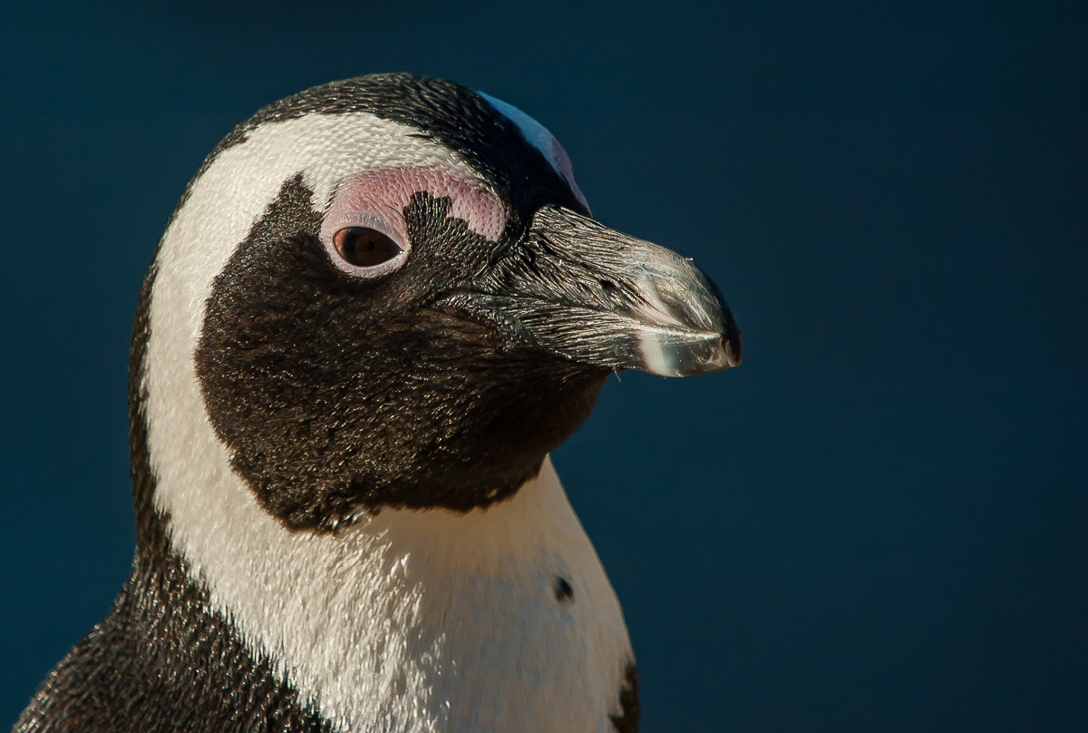 Nikon D70s + Sigma 50-500mm F4-6.3 EX APO RF HSM sample photo. African penguin photography