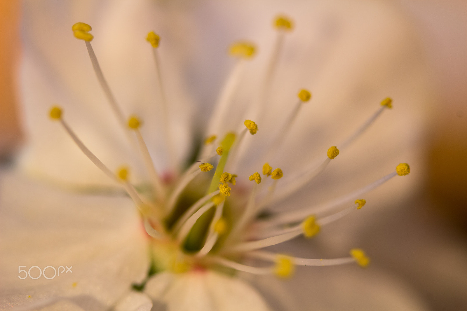 Sigma 105mm F2.8 EX DG OS HSM sample photo. Macro blossom photography