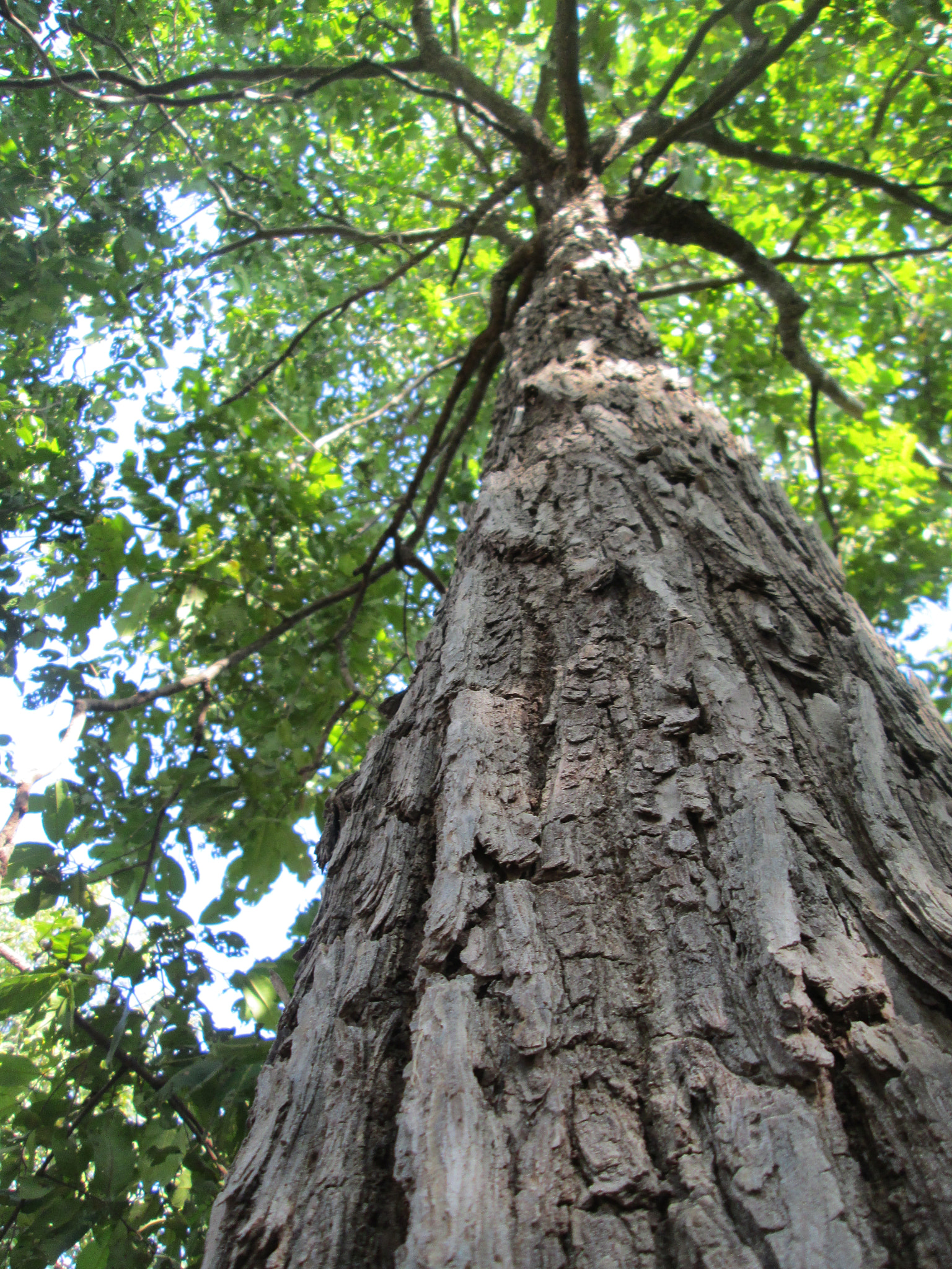 Canon PowerShot A2400 IS sample photo. Tree ! photography