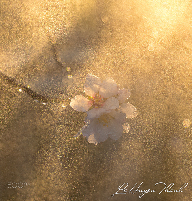 Nikon D800E + Nikon AF Micro-Nikkor 60mm F2.8D sample photo. Sparkling photography