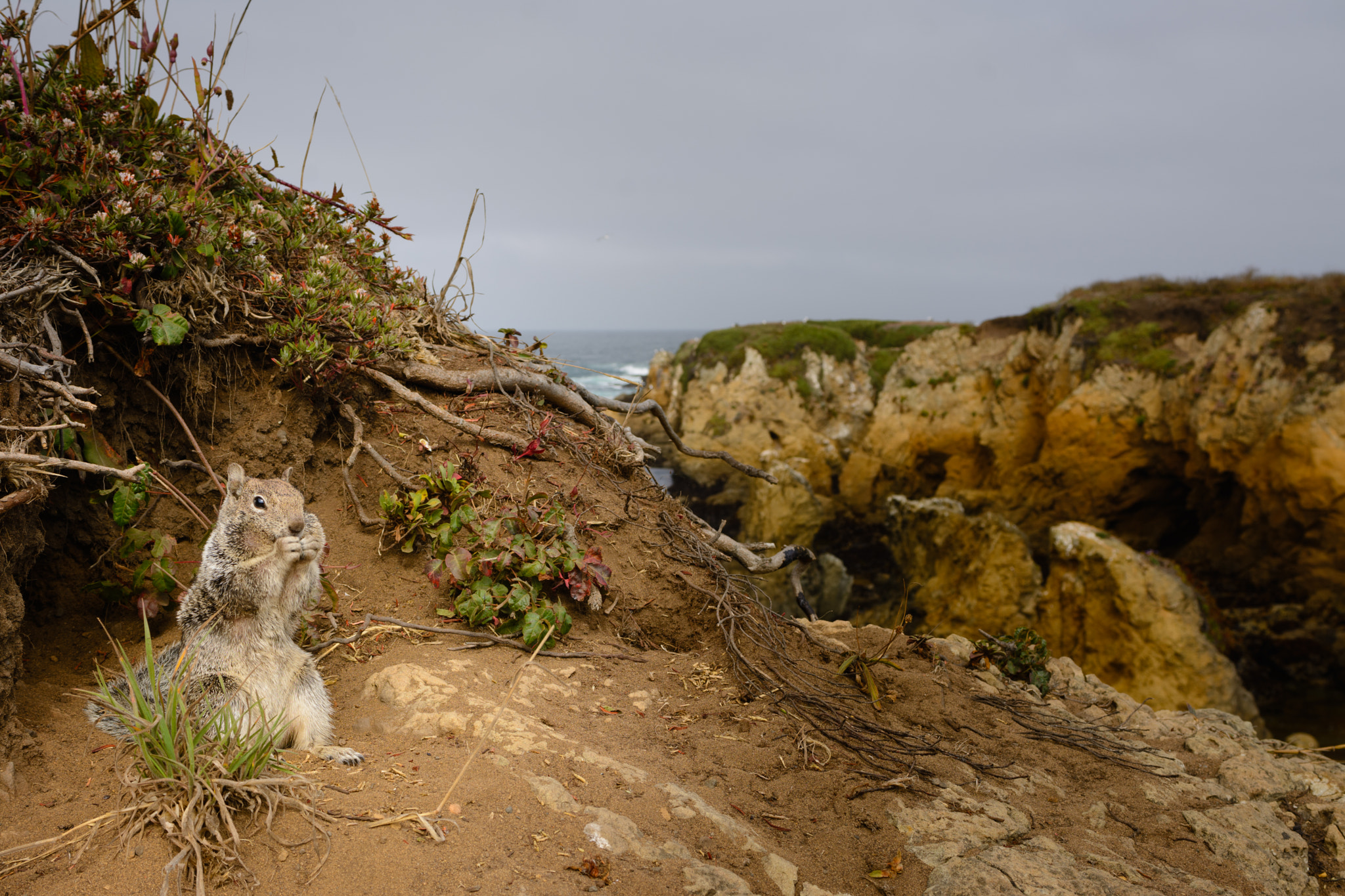 Nikon AF-S Nikkor 28-70mm F2.8 ED-IF sample photo. Ground squirrel with a view photography