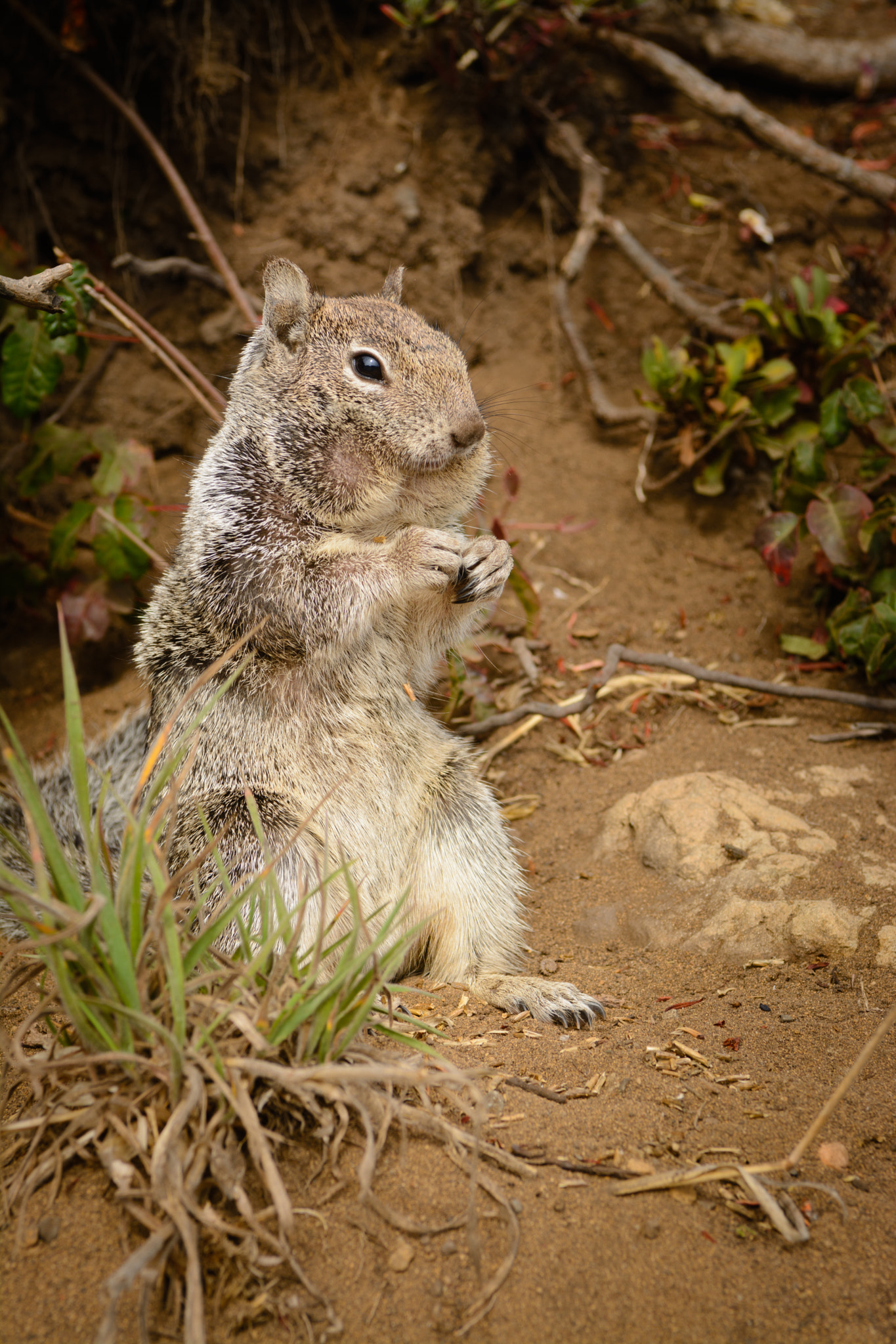 Nikon AF-S Nikkor 28-70mm F2.8 ED-IF sample photo. Fat ground squirrel eating photography