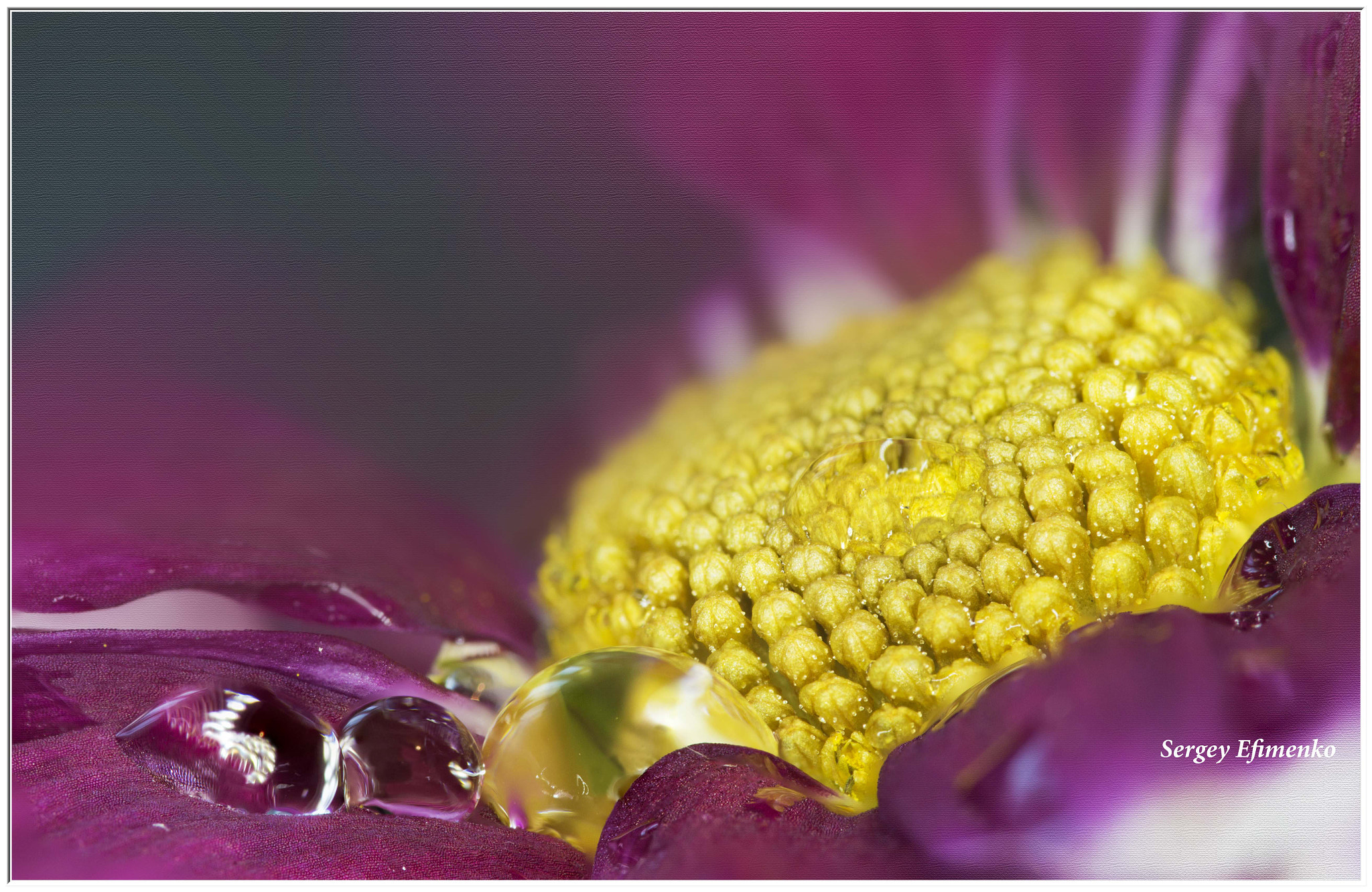 Sigma 105mm F2.8 EX DG OS HSM sample photo. Drops photography