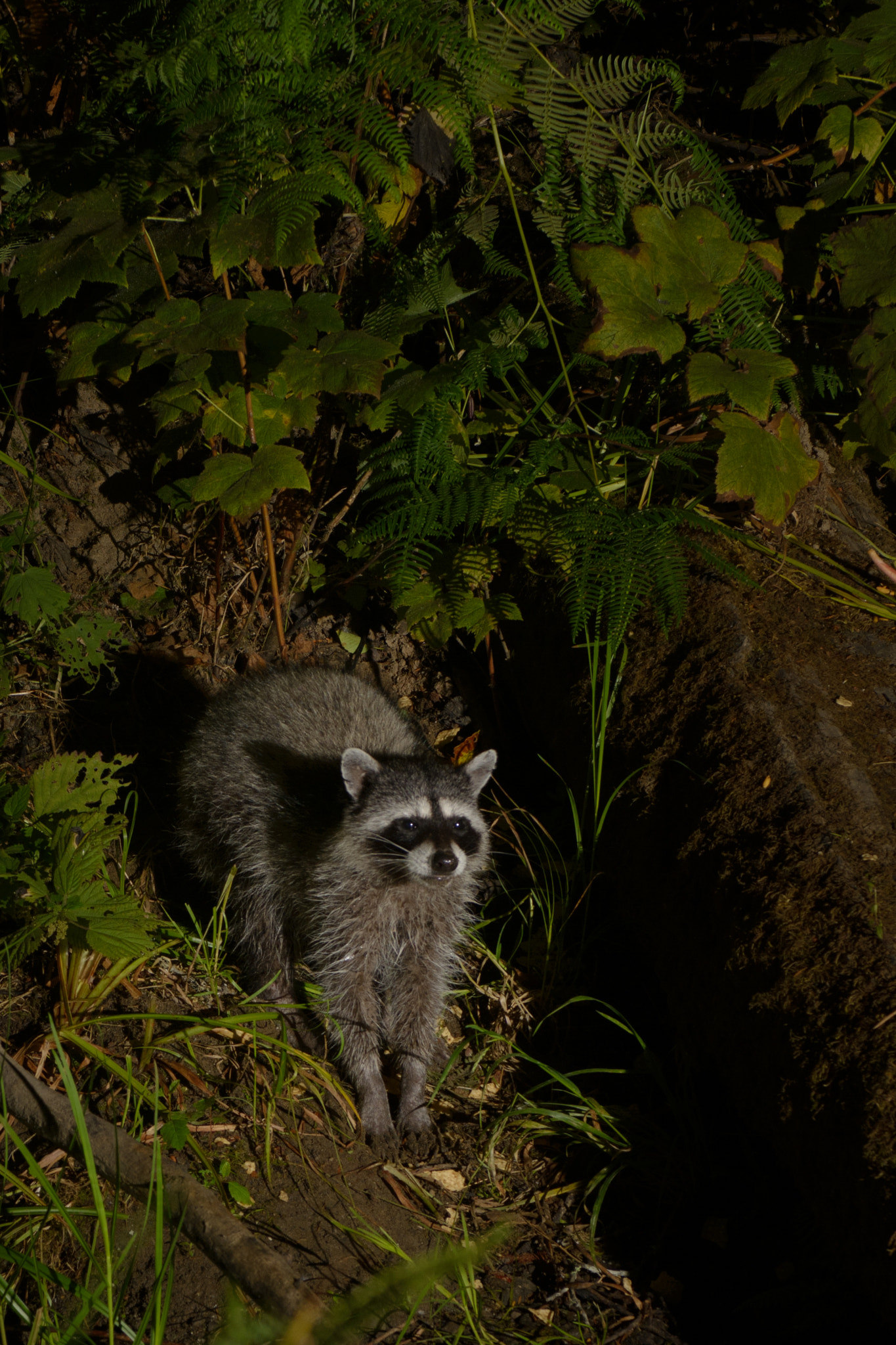 Nikon AF-S Nikkor 28-70mm F2.8 ED-IF sample photo. Raccoon at night photography