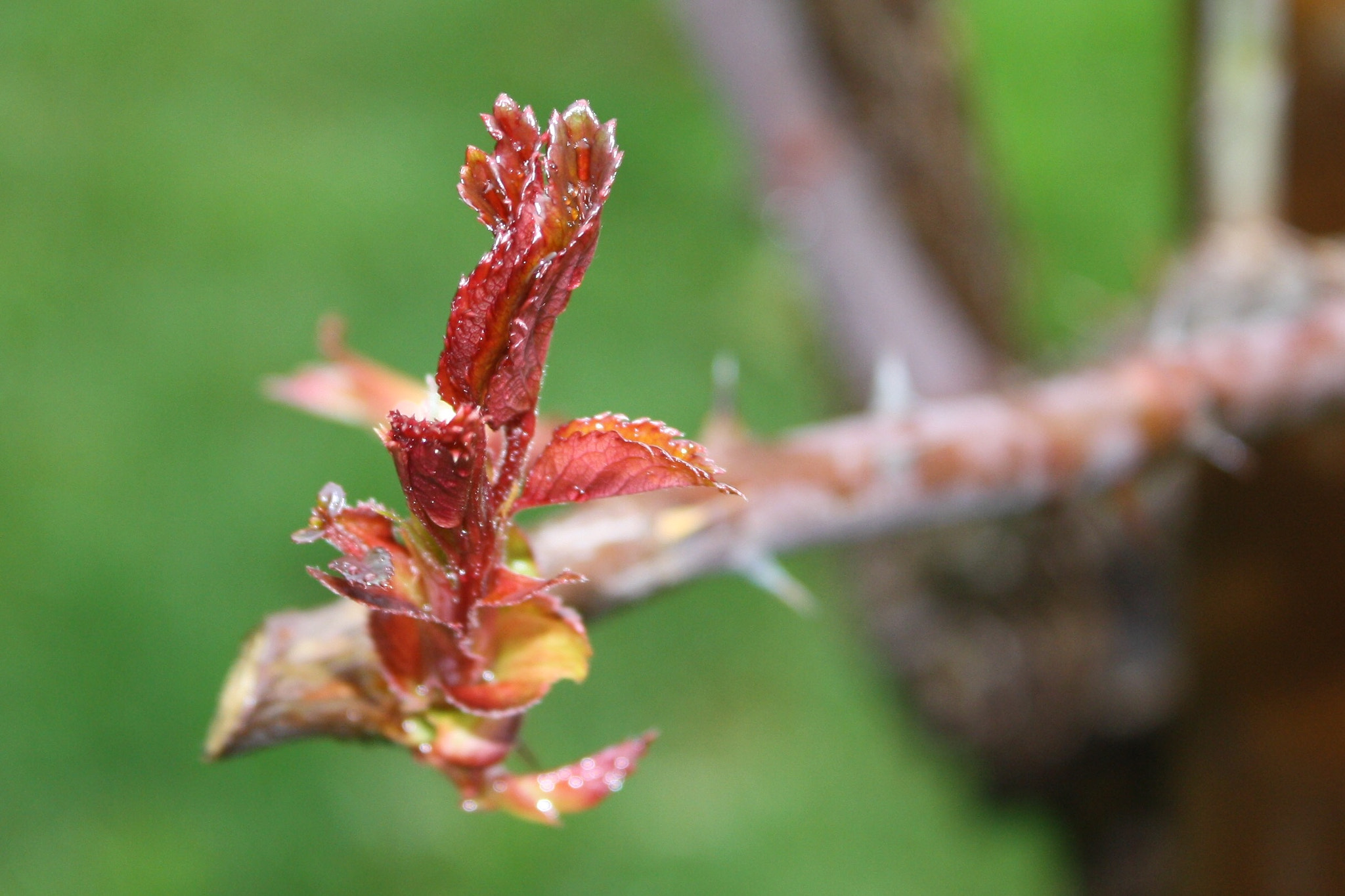 Canon EF-S 18-55mm F3.5-5.6 IS sample photo. New bud on rose bush photography