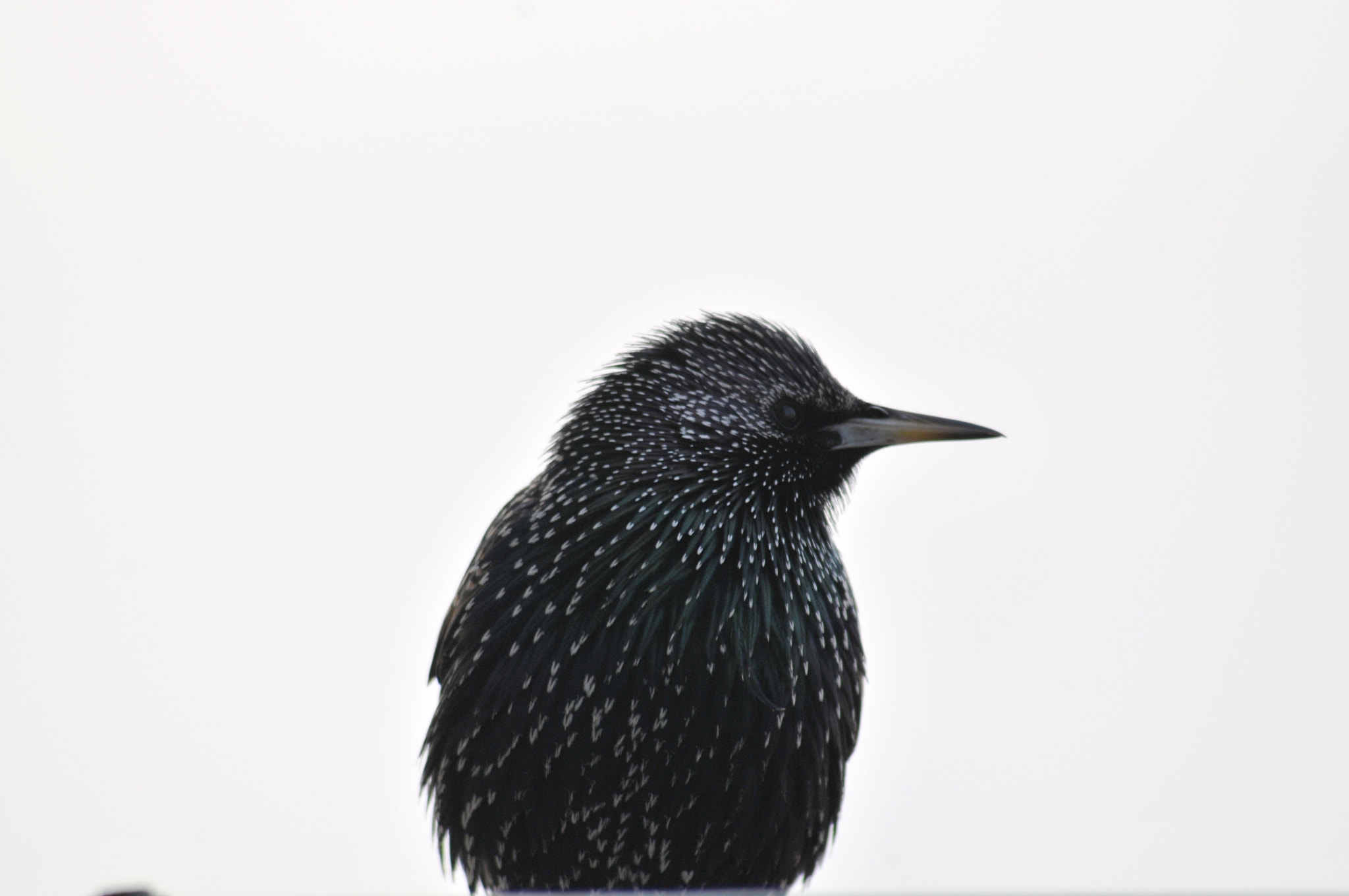 Sigma 70-300mm F4-5.6 APO DG Macro sample photo. (#) photography