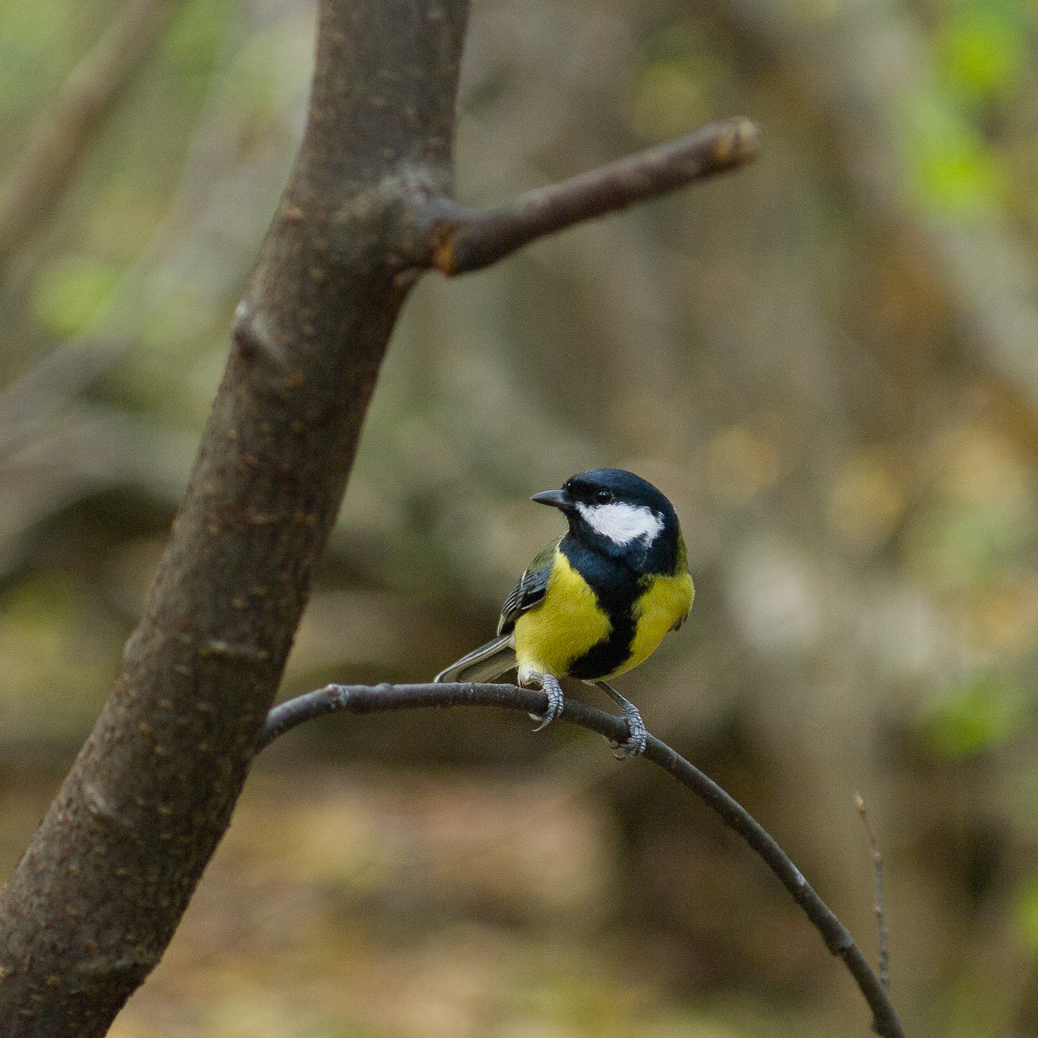 Pentax K20D sample photo. Titmouse photography