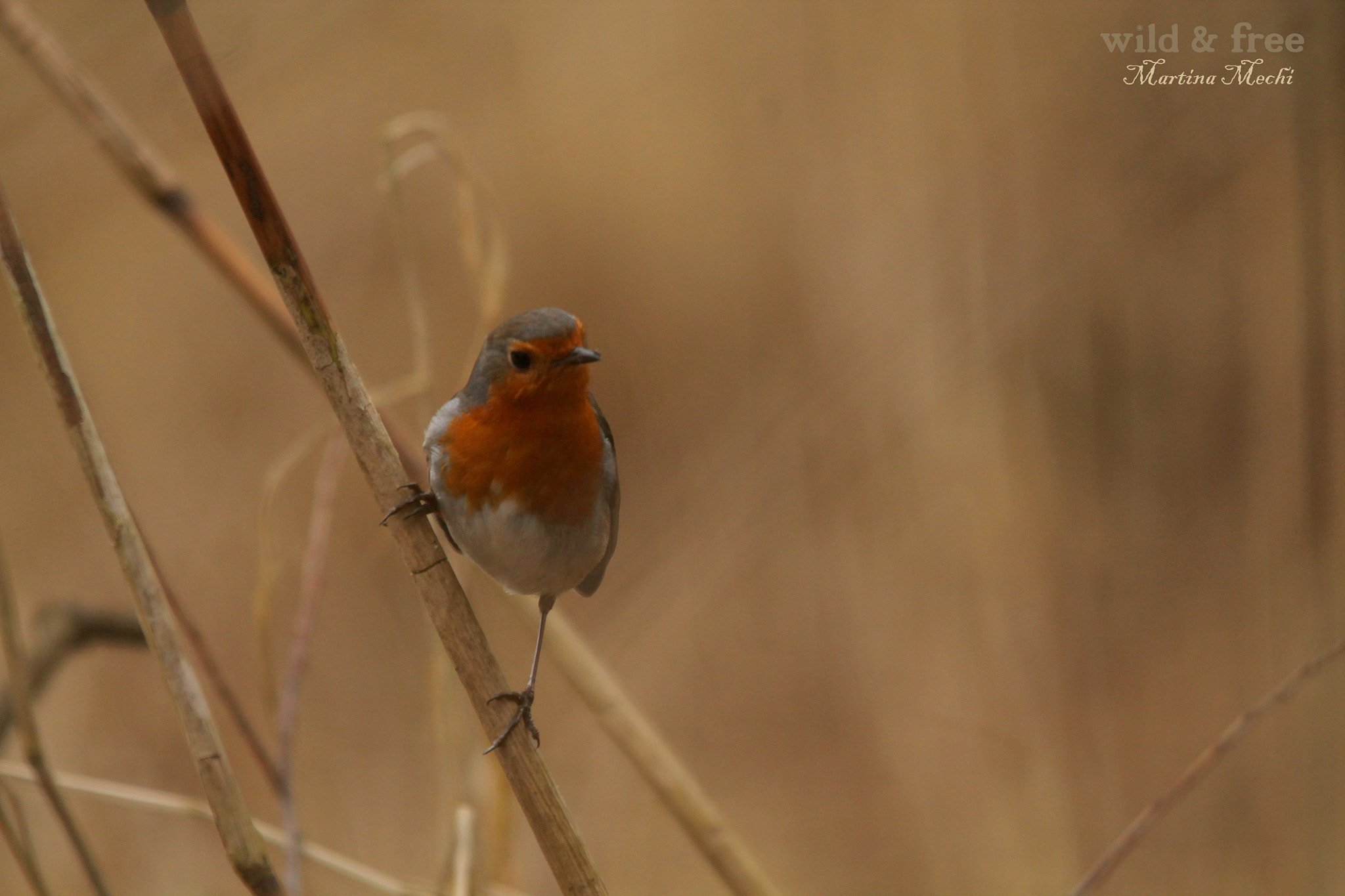 Sigma 150-500mm F5-6.3 DG OS HSM sample photo. Robin photography