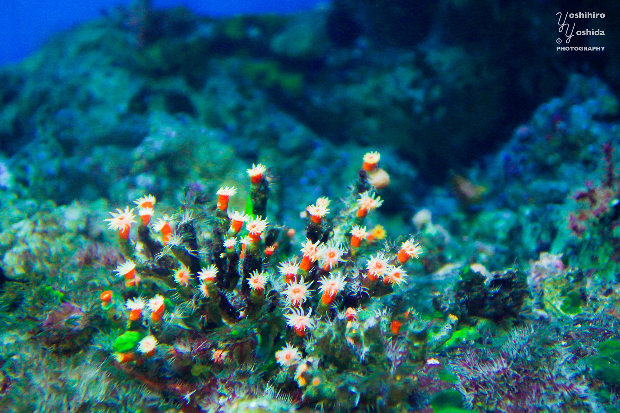 Sony SLT-A77 sample photo. Balanophyllia ponderosa photography