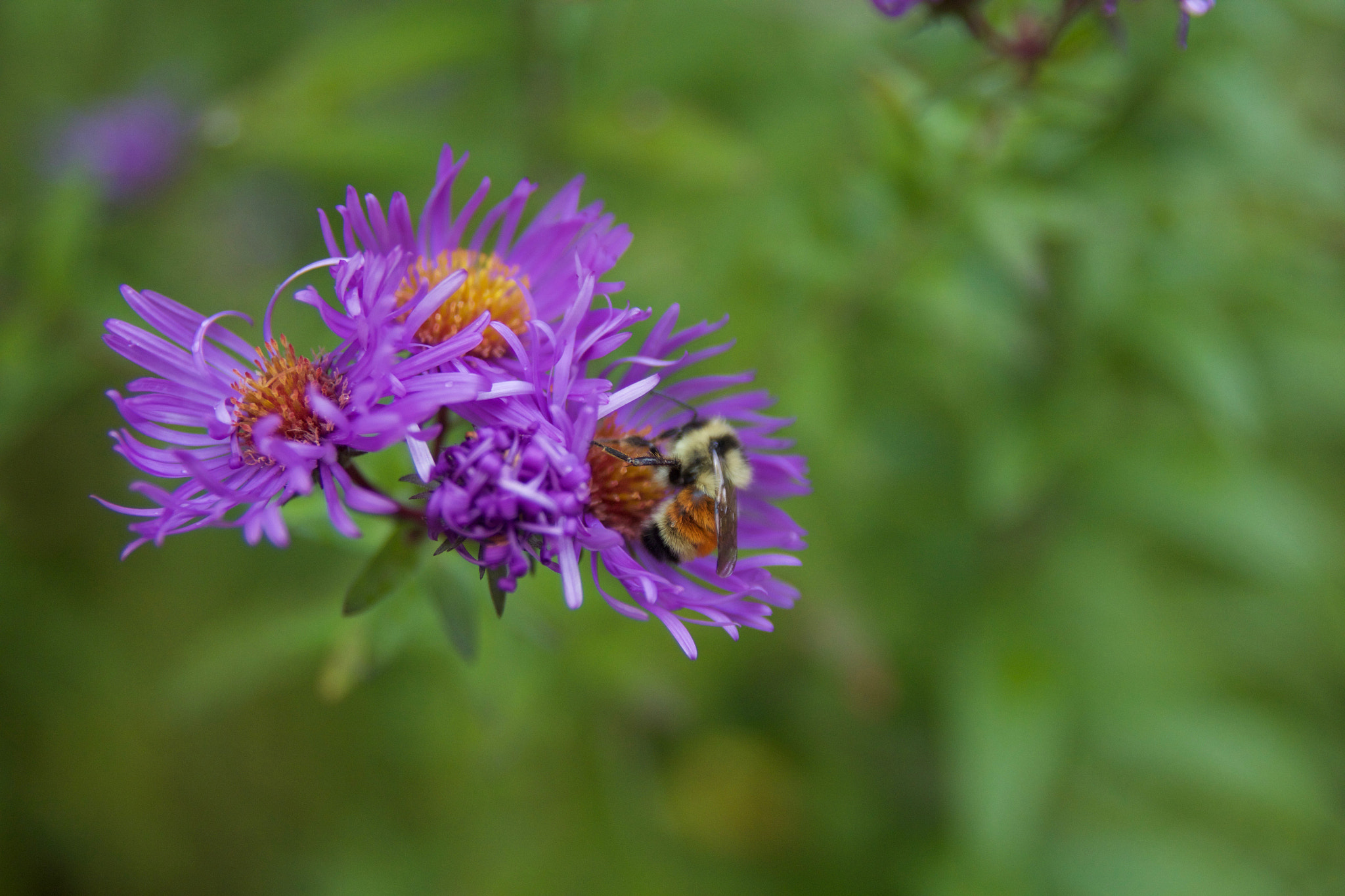 Canon EOS 60D + Sigma 24-60mm f/2.8 EX DG sample photo. One last bee.jpg photography
