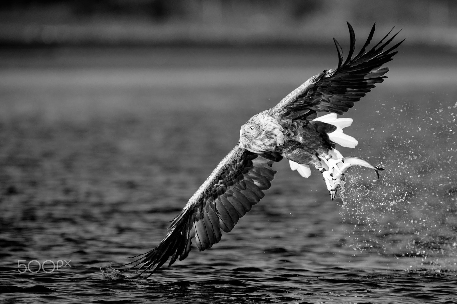 Nikon AF-S Nikkor 300mm F2.8G ED VR II sample photo. White-tailed eagle bw photography