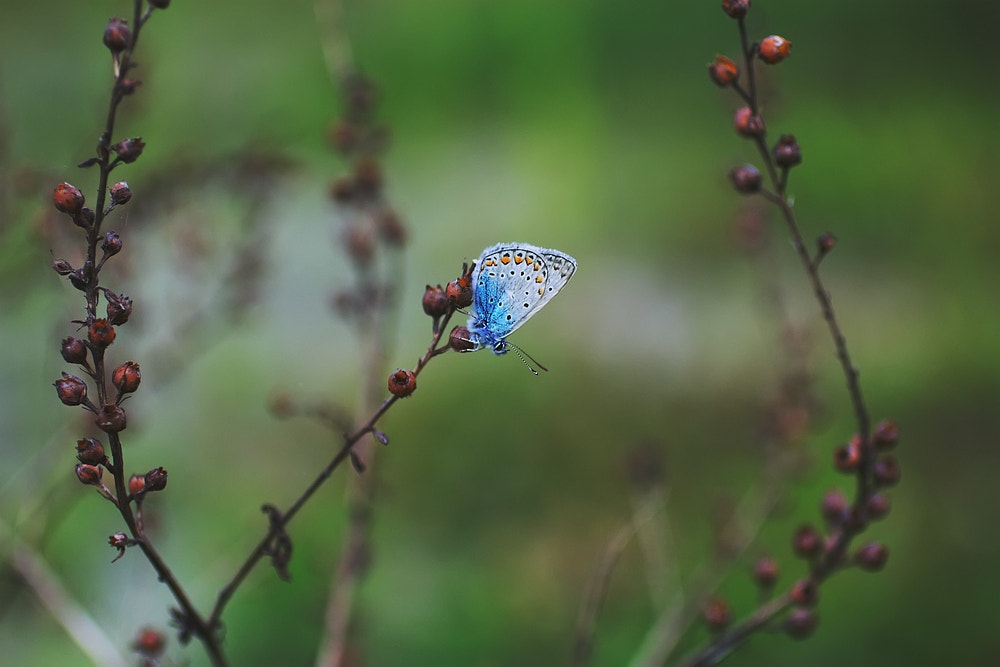 Canon EOS 600D (Rebel EOS T3i / EOS Kiss X5) + Canon EF 50mm F2.5 Macro sample photo. Japanese motives photography