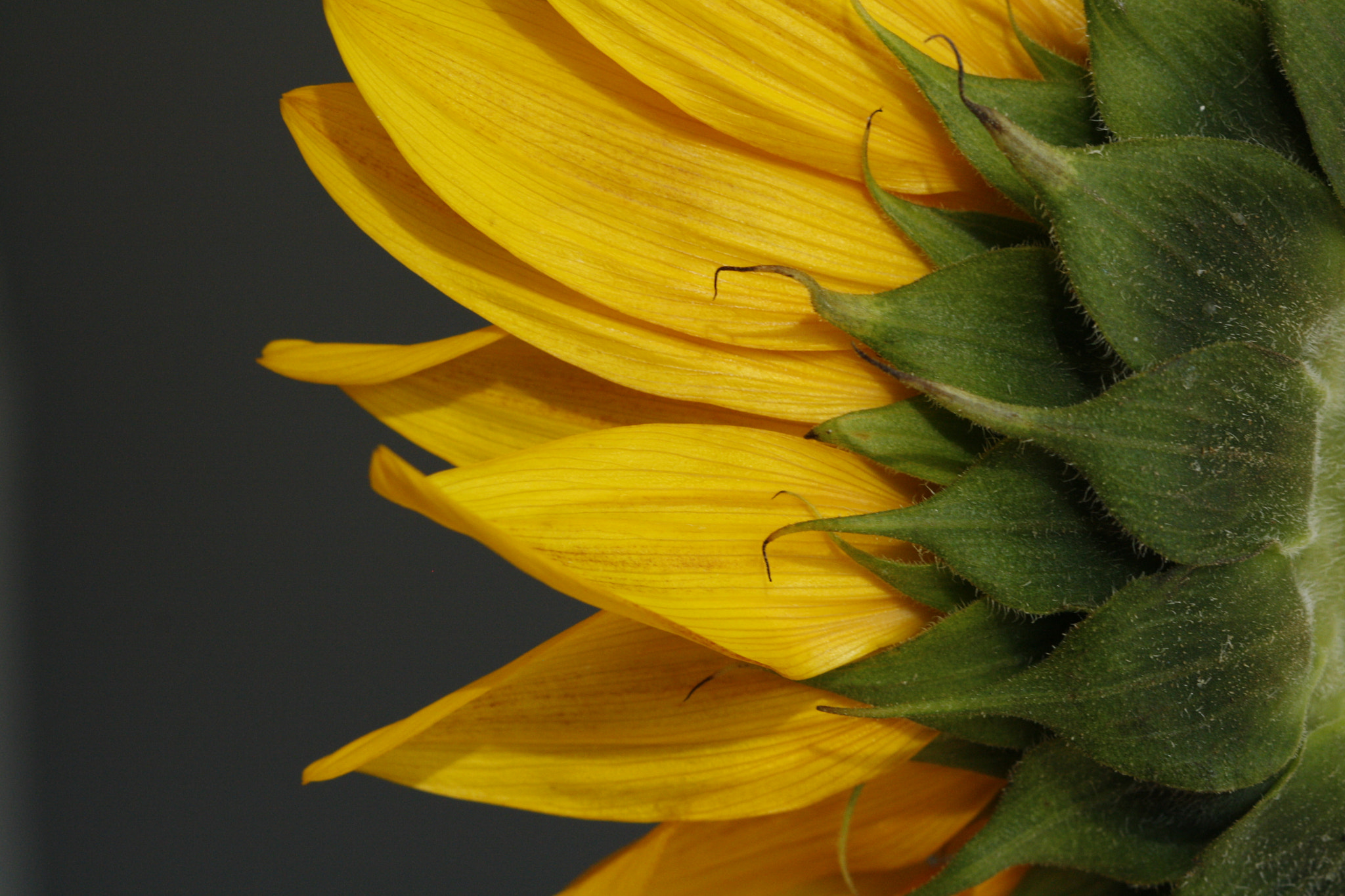 Canon EOS 1000D (EOS Digital Rebel XS / EOS Kiss F) + Canon EF 100mm F2.8 Macro USM sample photo. Sunflower photography