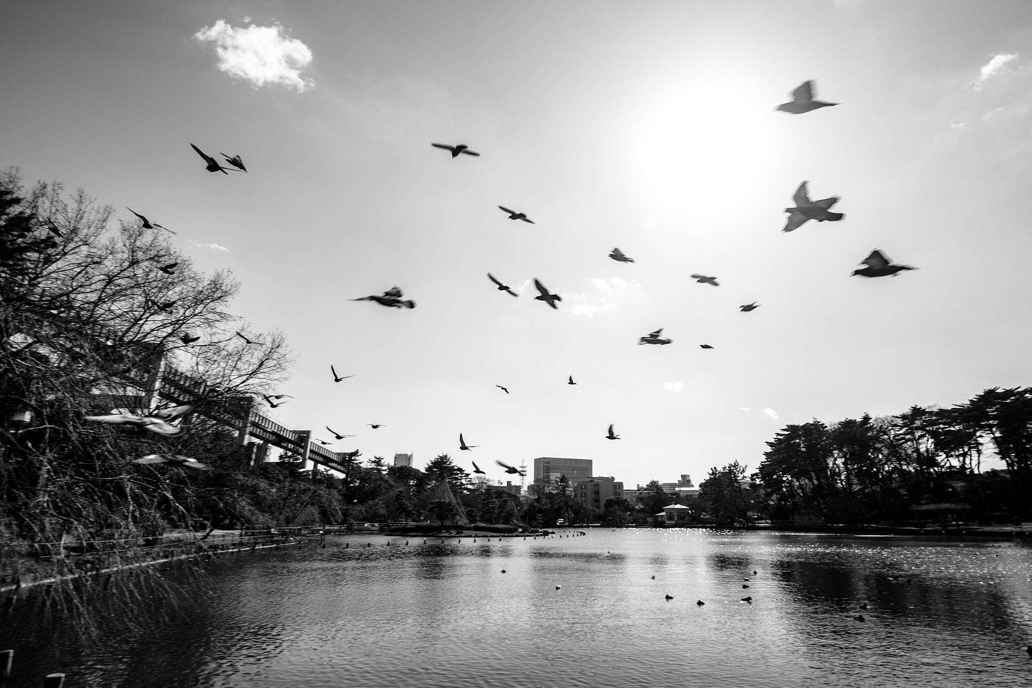 Pentax K-5 IIs sample photo. Birds photography
