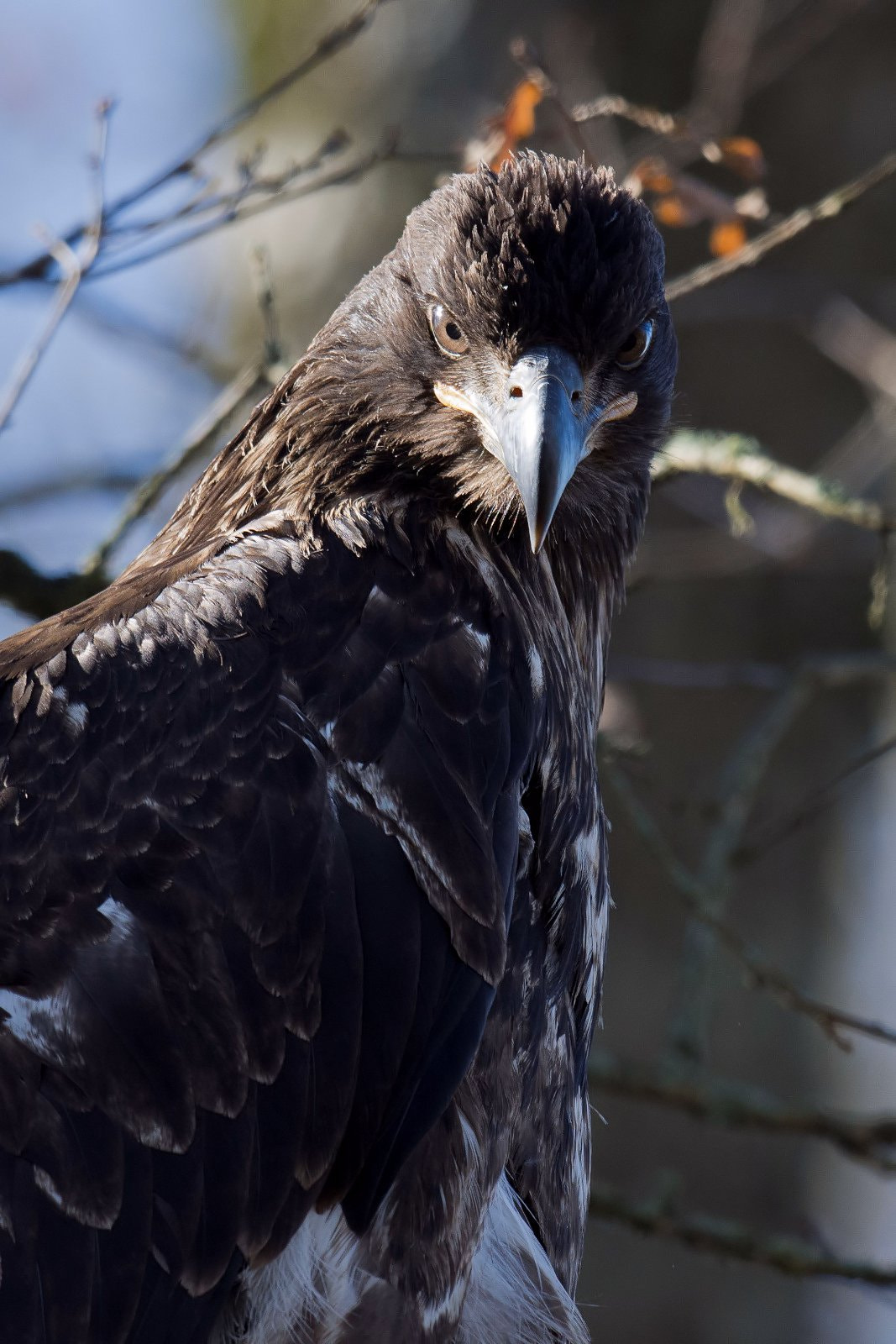 Nikon D7200 + Nikon AF-S Nikkor 500mm F4G ED VR sample photo. Juvenile wild bald eagle photography