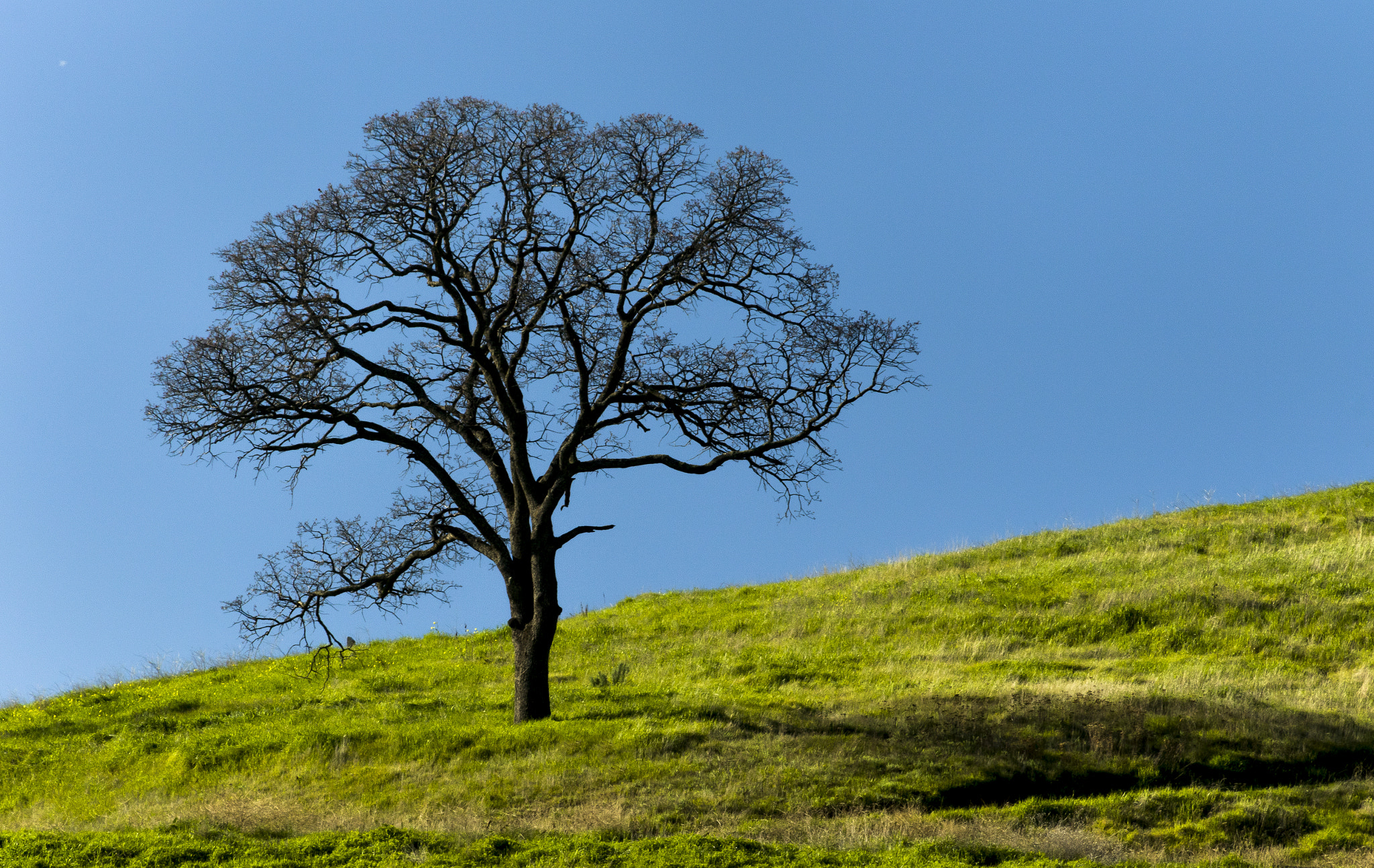 Canon EF 75-300mm f/4-5.6 USM sample photo. Single photography