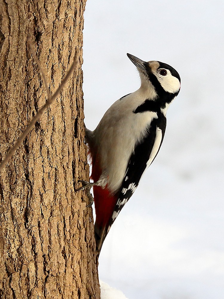 Canon EF 70-300mm F4-5.6L IS USM sample photo. Woodpecker photography