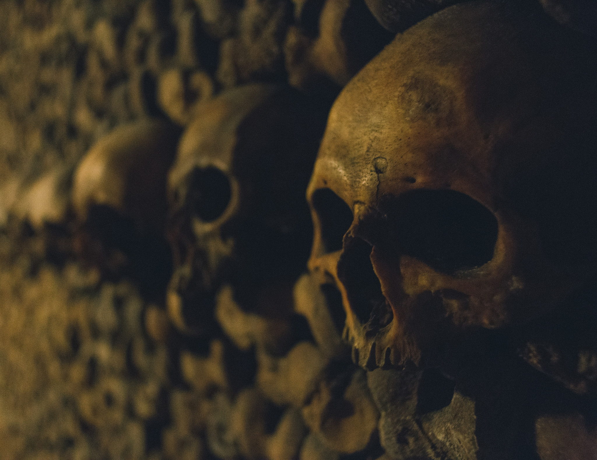 Canon EOS 6D + Canon EF 28mm F2.8 sample photo. Skull photography