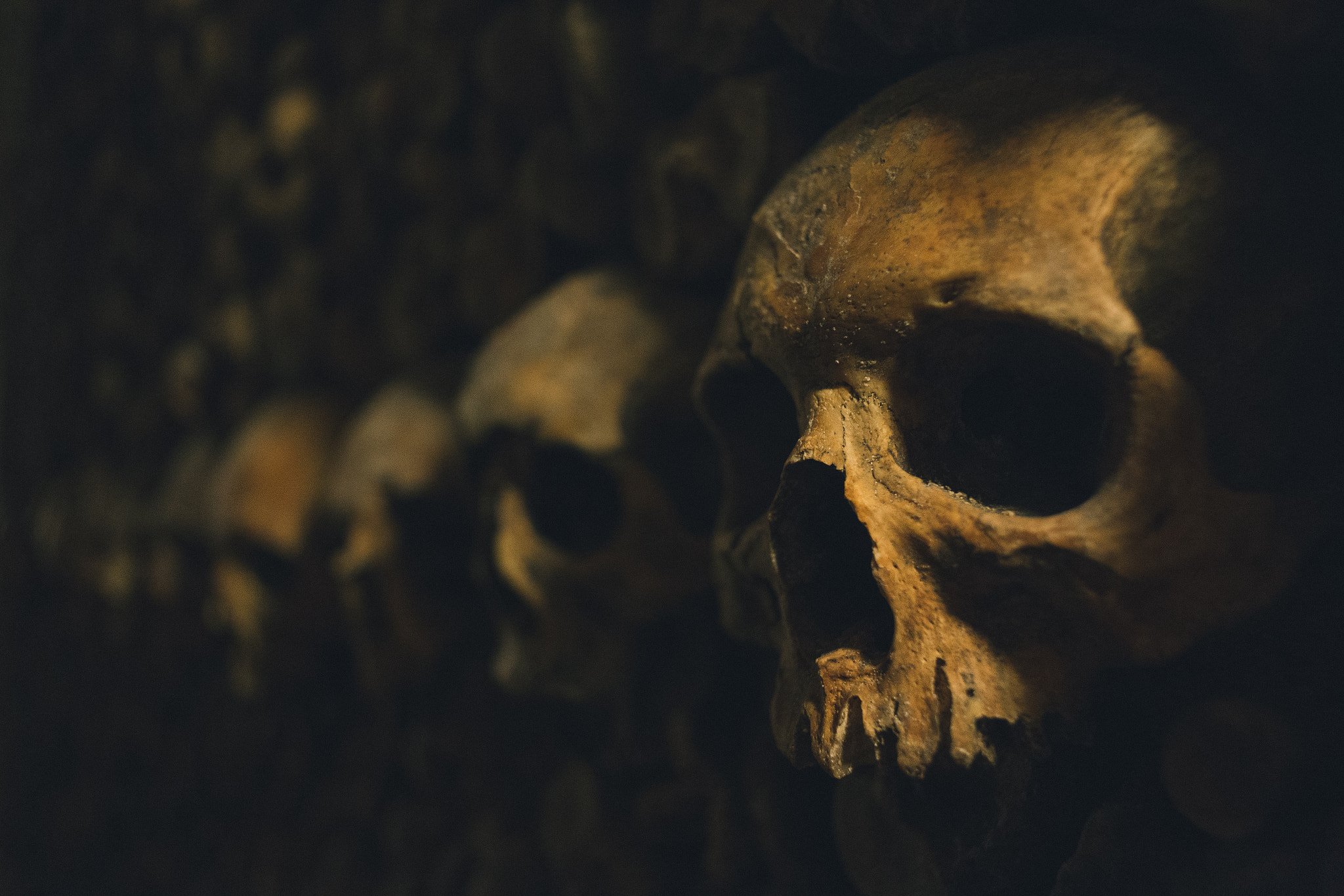 Canon EOS 6D + Canon EF 28mm F2.8 sample photo. Skull photography