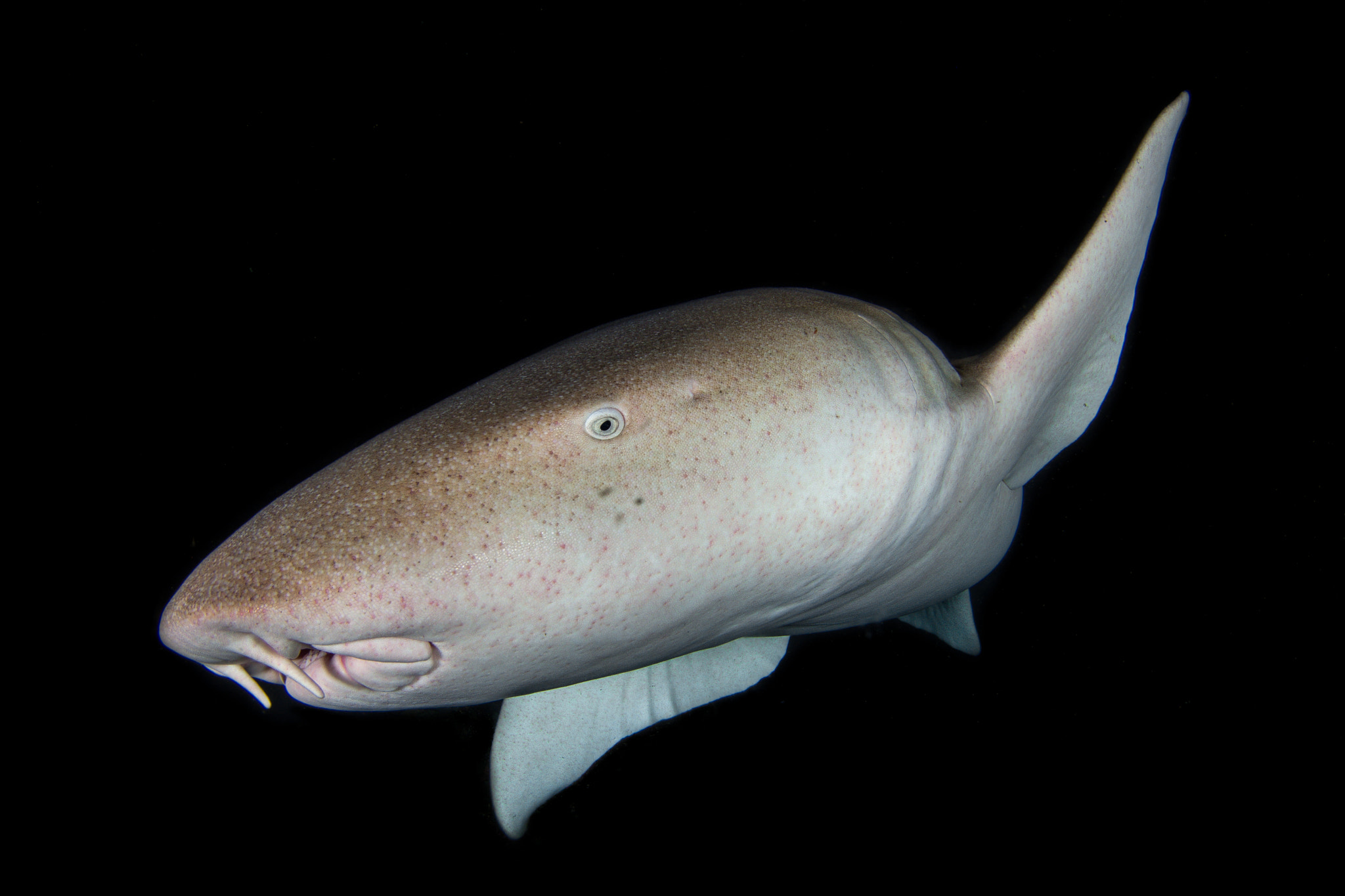 Olympus OM-D E-M5 + LUMIX G FISHEYE 8/F3.5 sample photo. Nurse shark photography