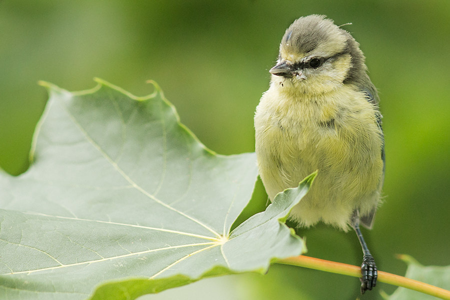 Canon EF 300mm F4L IS USM sample photo. Junge blaumeise photography