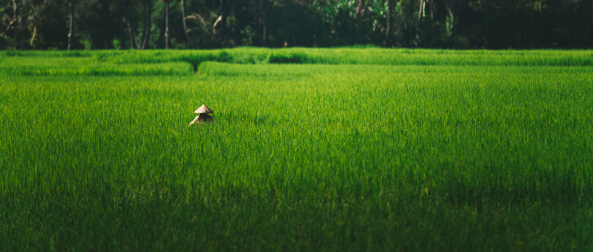 Sony a7R + Canon EF 70-200mm F2.8L IS II USM sample photo. Farmer in a field of lemongrass photography