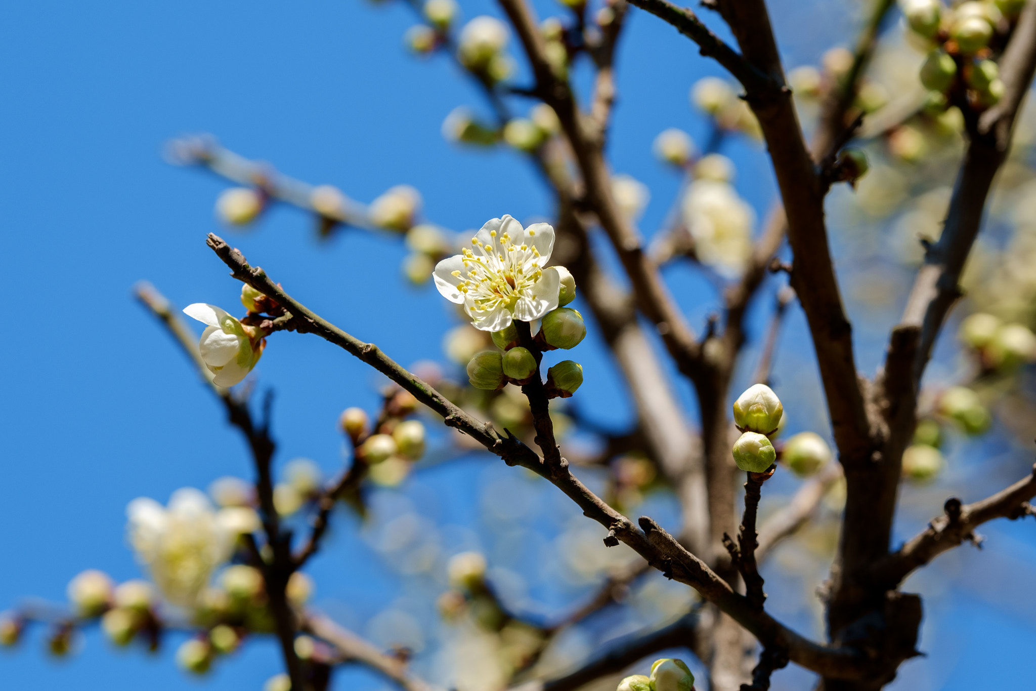 Fujifilm X-E1 + Fujifilm XF 90mm F2 R LM WR sample photo. Wintersweet/chimonanthus photography