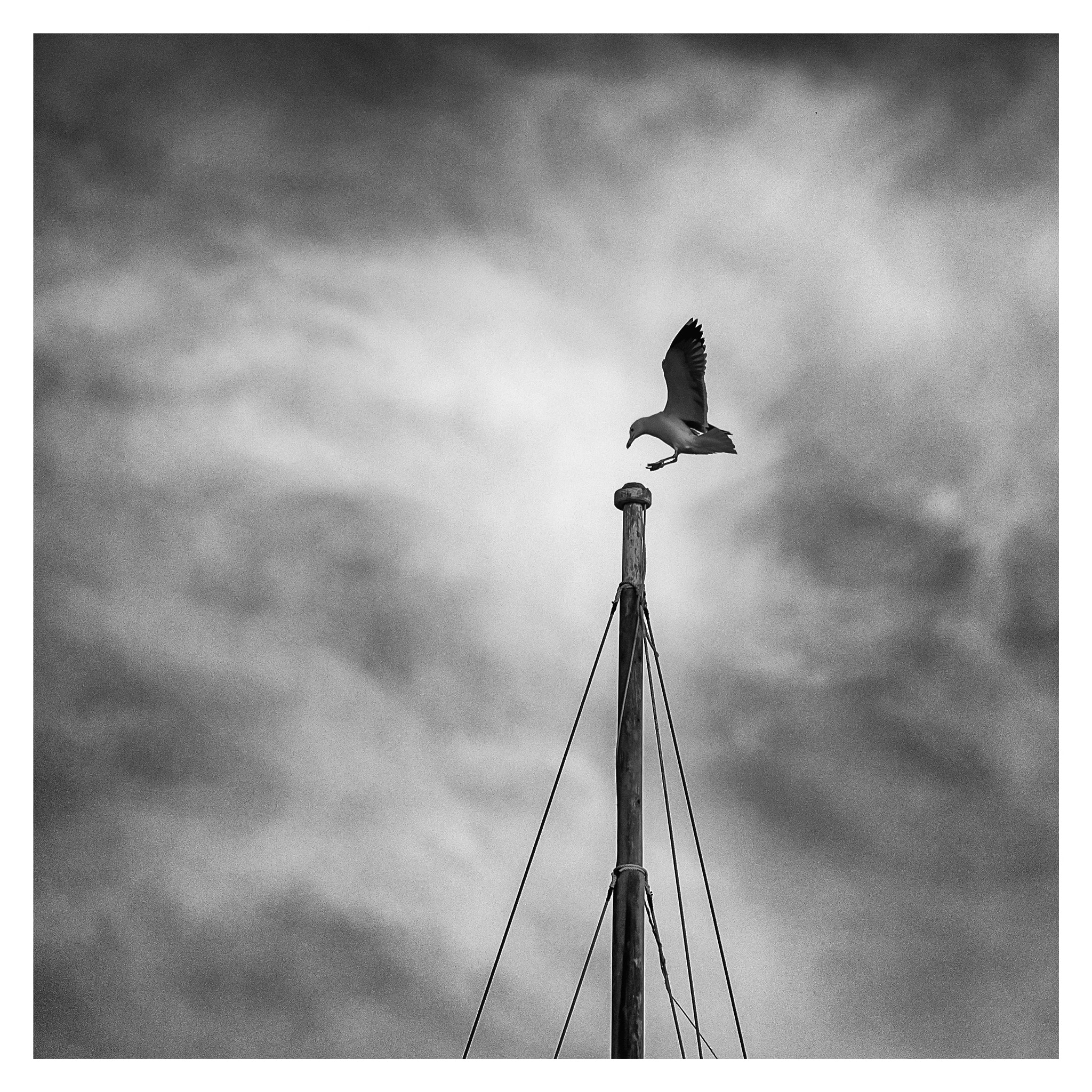 Sigma 150mm f/2.8 EX DG OS HSM APO Macro sample photo. Seagull in puerto del carmen photography