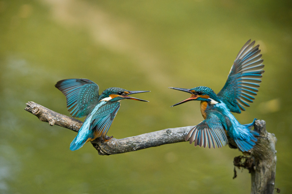 Sigma 150-500mm F5-6.3 DG OS HSM sample photo. Martin pescatore - valli di argenta photography