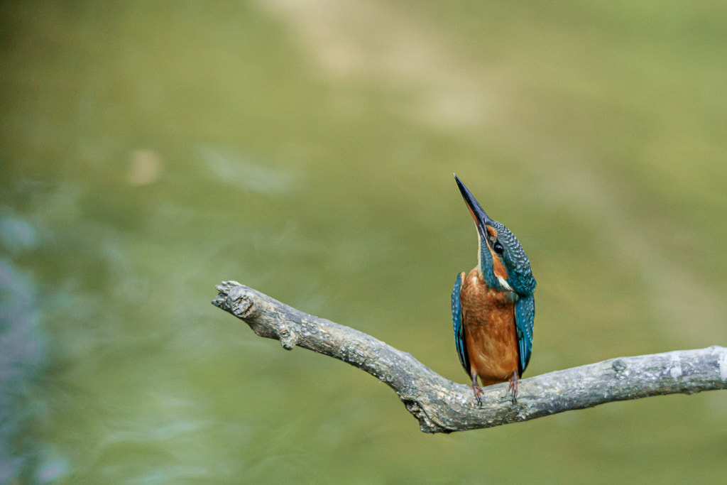 Sigma 150-500mm F5-6.3 DG OS HSM sample photo. Martin pescatore - valli di argenta photography