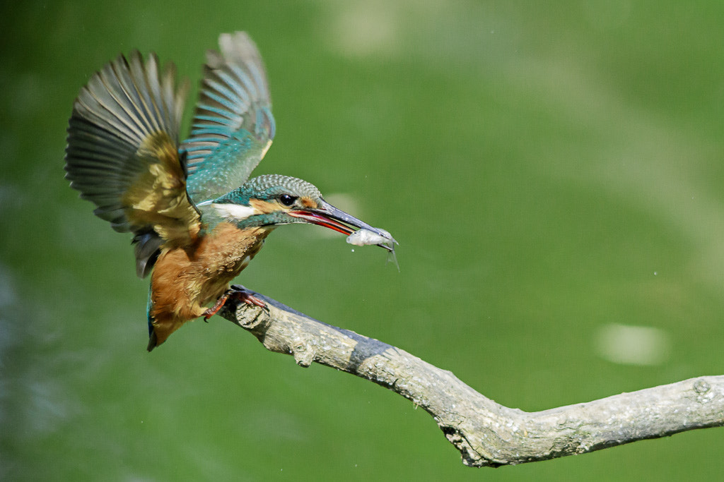 Sigma 150-500mm F5-6.3 DG OS HSM sample photo. Martin pescatore - valli di argenta photography