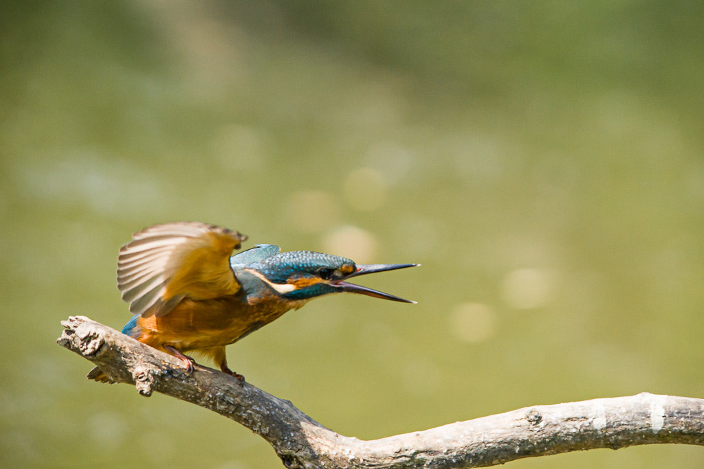 Sony a99 II + Sigma 150-500mm F5-6.3 DG OS HSM sample photo. Martin pescatore photography