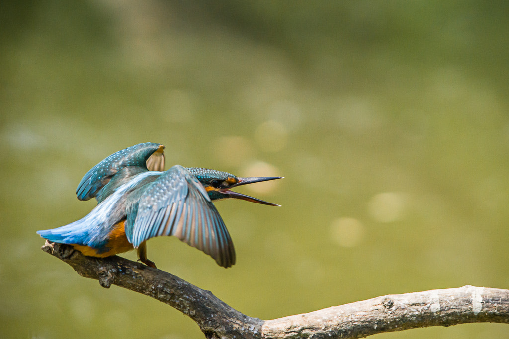 Sigma 150-500mm F5-6.3 DG OS HSM sample photo. Martin pescatore - valli di argenta photography