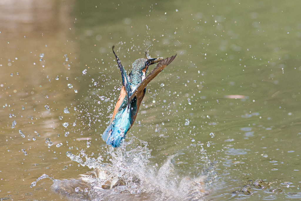 Sony Alpha DSLR-A700 + Tamron AF 70-210mm F2.8 SP LD sample photo. Martin in tuffo - valli di argenta photography