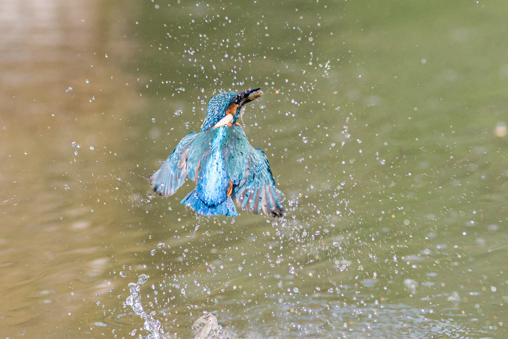 Sony Alpha DSLR-A700 + Tamron AF 70-210mm F2.8 SP LD sample photo. Martin _ pesca fortunata - valli di argenta photography