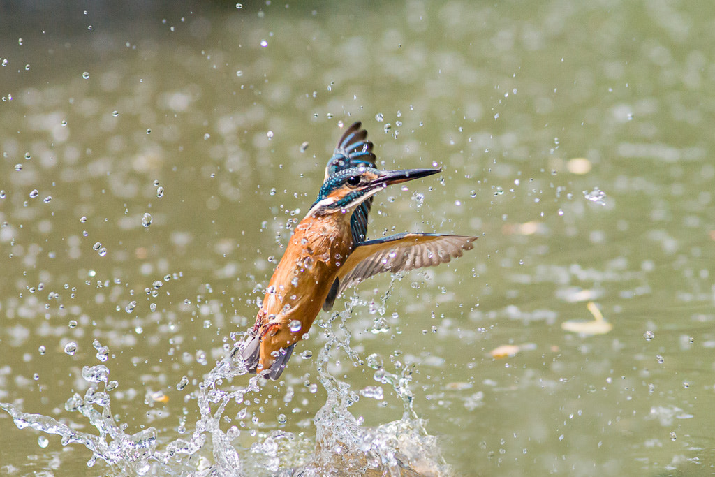 Sony Alpha DSLR-A700 + Tamron AF 70-210mm F2.8 SP LD sample photo. Martin _ fuori dall'acqua - valli di argenta photography